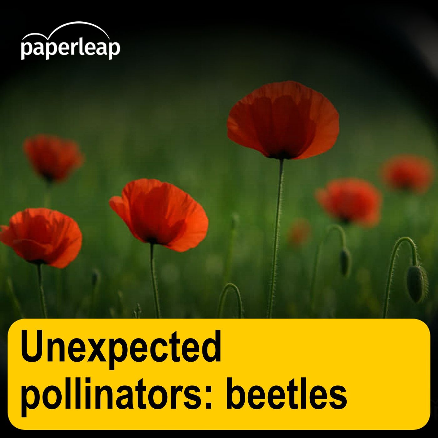 Unexpected pollinators: beetles Unexpected pollinators: beetles