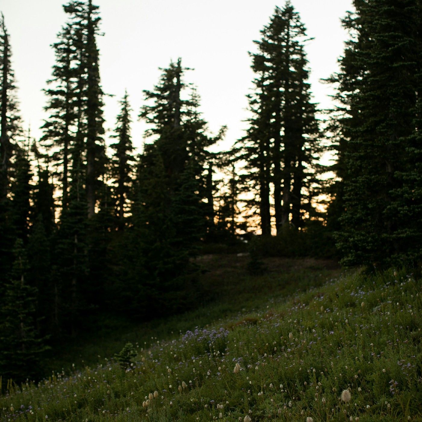 Talking about preob tech