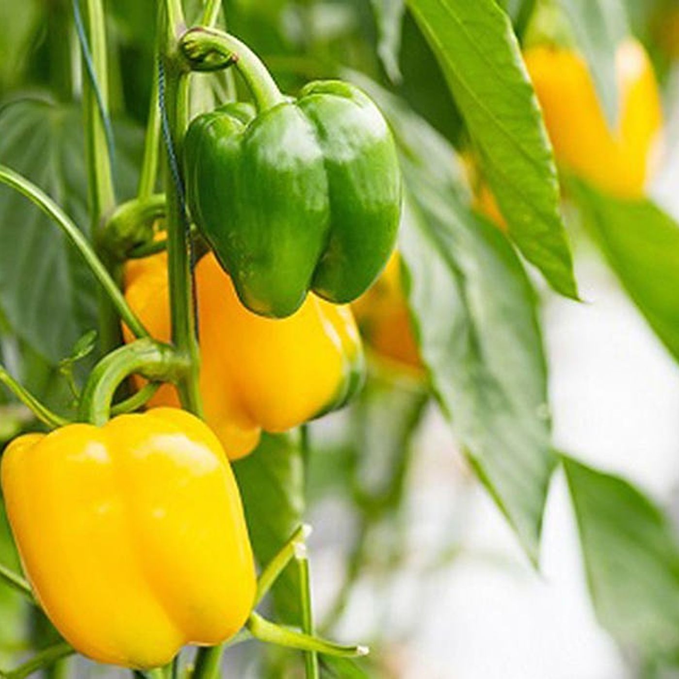 Down the Garden Path: Snacking peppers bring big flavor in a small size episode artwork
