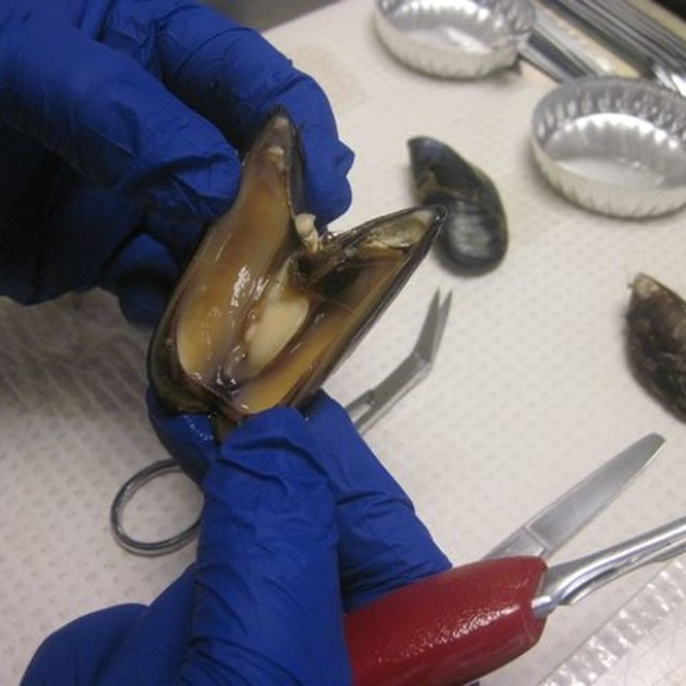 Shellfish Tell Puget Sound's Polluted Tale episode artwork