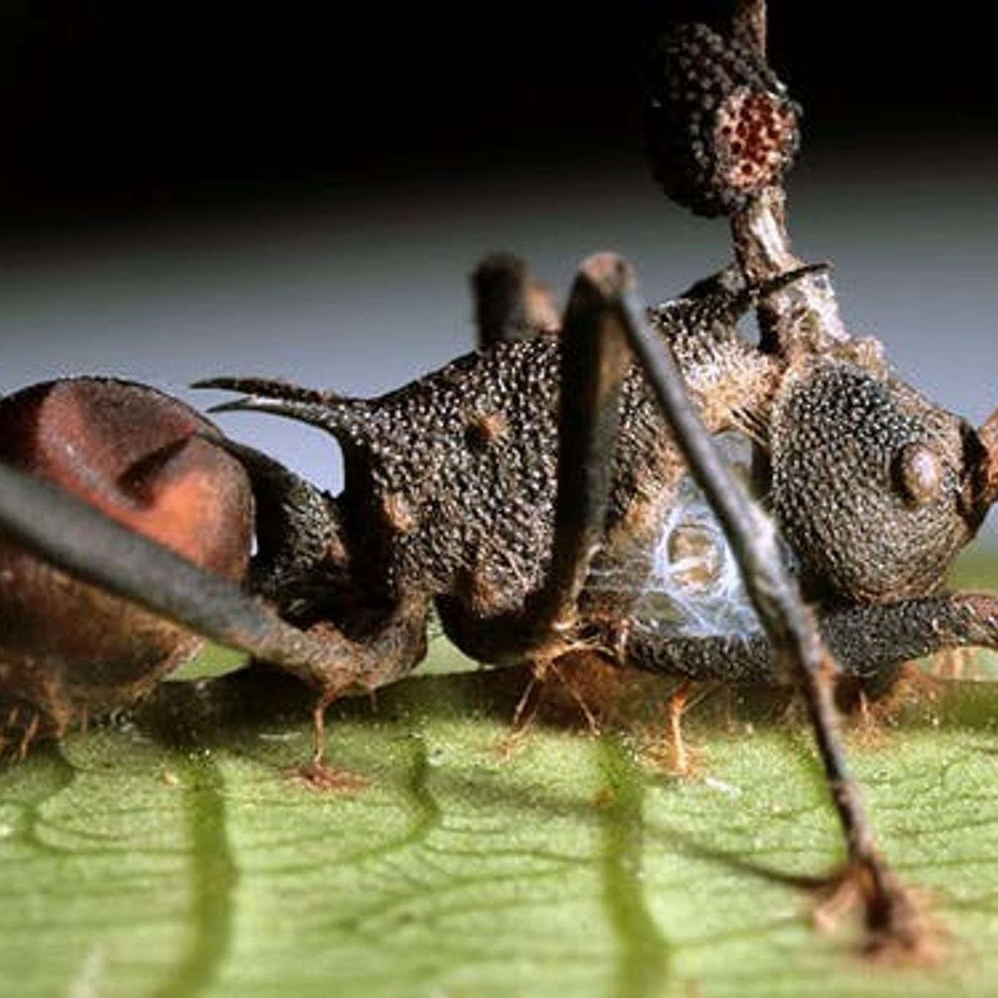 The Zombie Antpocalypse