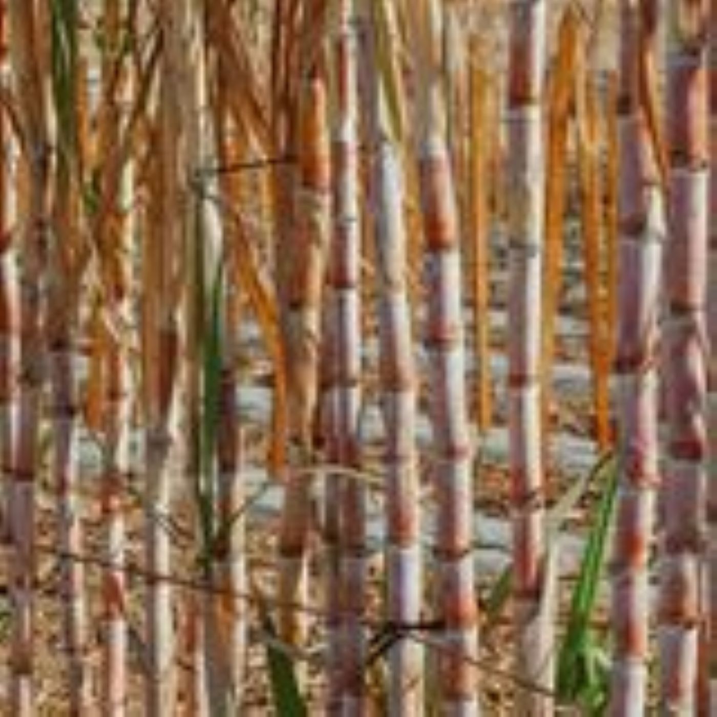 Cana-de-açúcar: safra 25/26, queda na rentabilidade e ajustes no setor | BBcast Agro - 10/02/2026