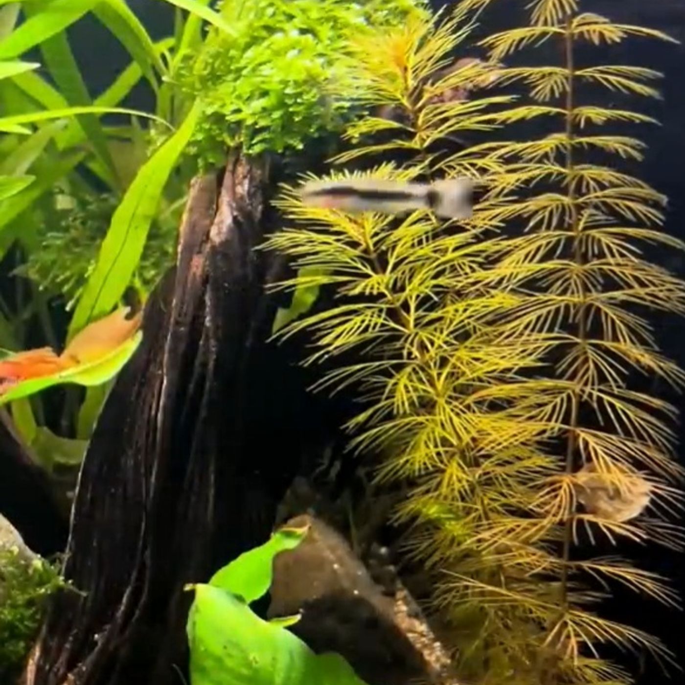 Create A Stunning Natural Aquarium_ A Step-by-step Guide