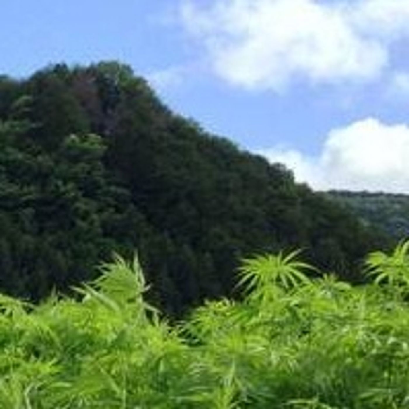 Time 4 Hemp