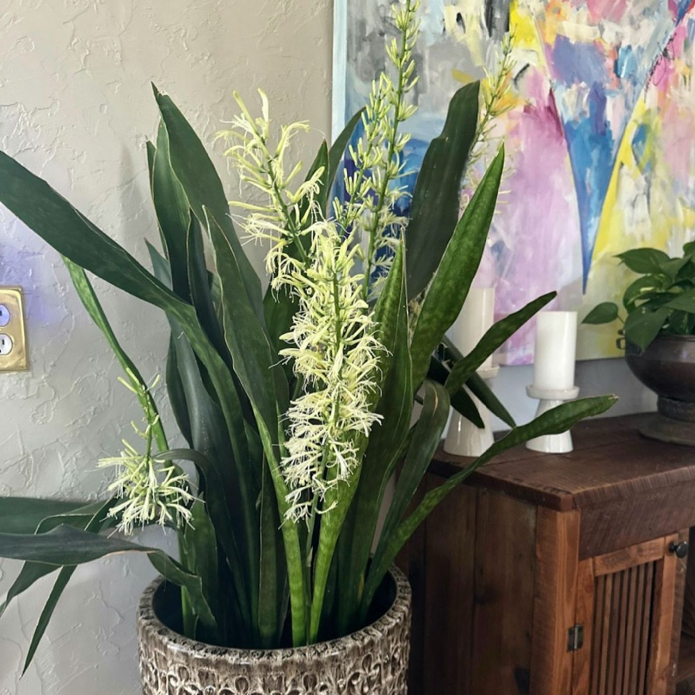 Episode 276 - Does Sansevieria stress-bloom?