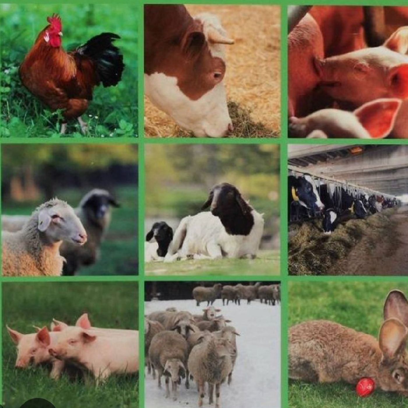 El sobreconsumo de animales en argentina en la actualidad, (Ayudar a reducir la carne) Entre tod@s podemos episode artwork