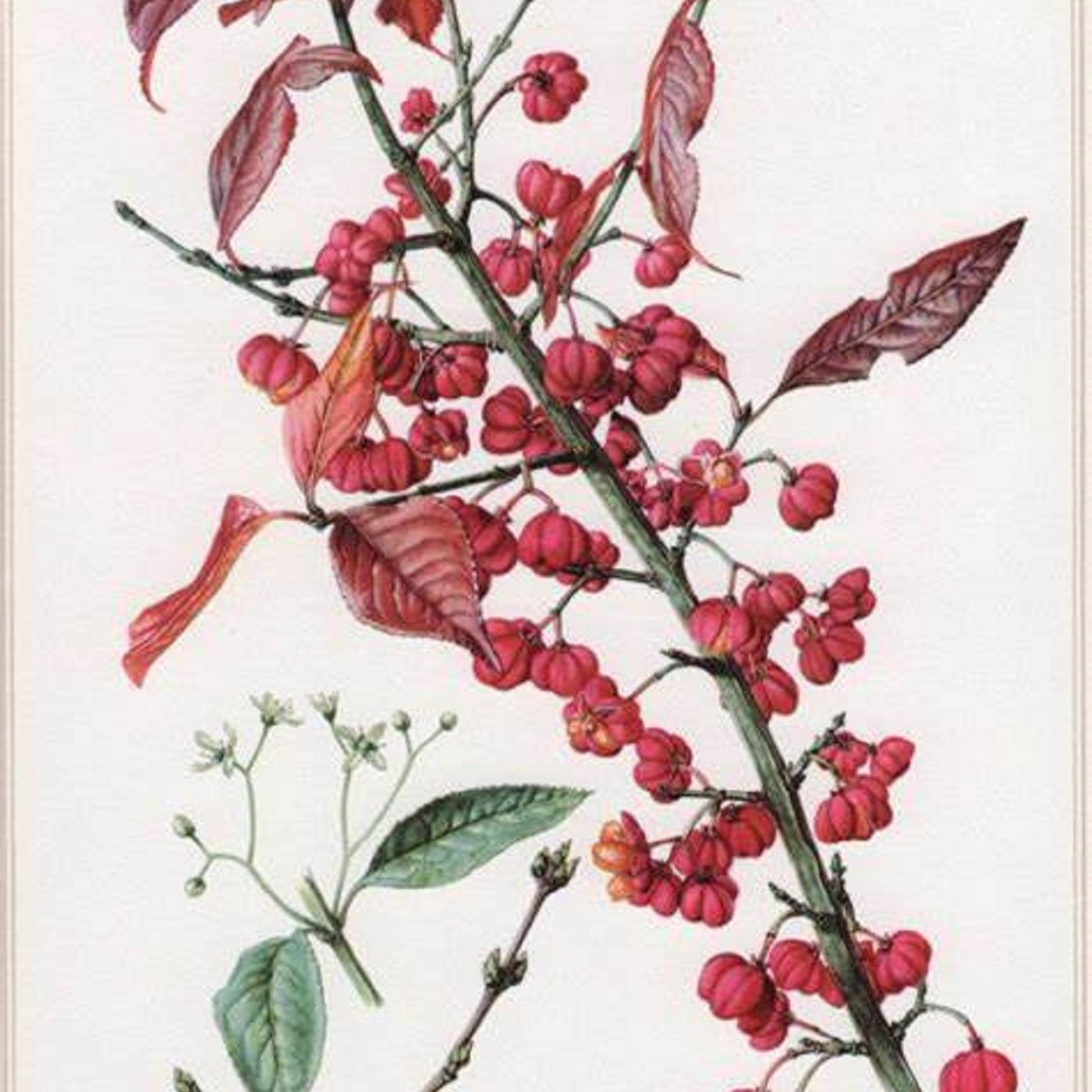 Southern Appalachian Herbs