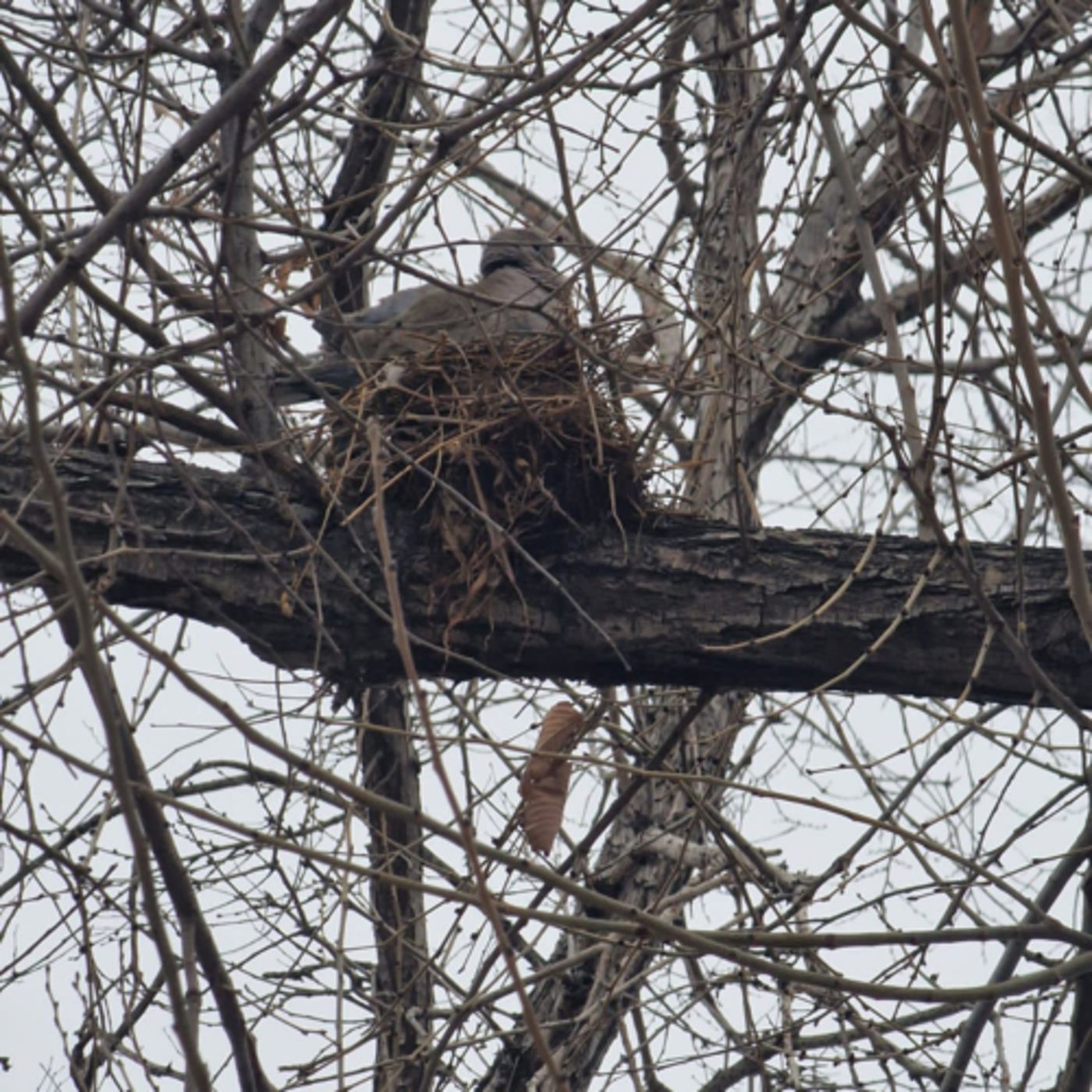 La tórtola del semáforo