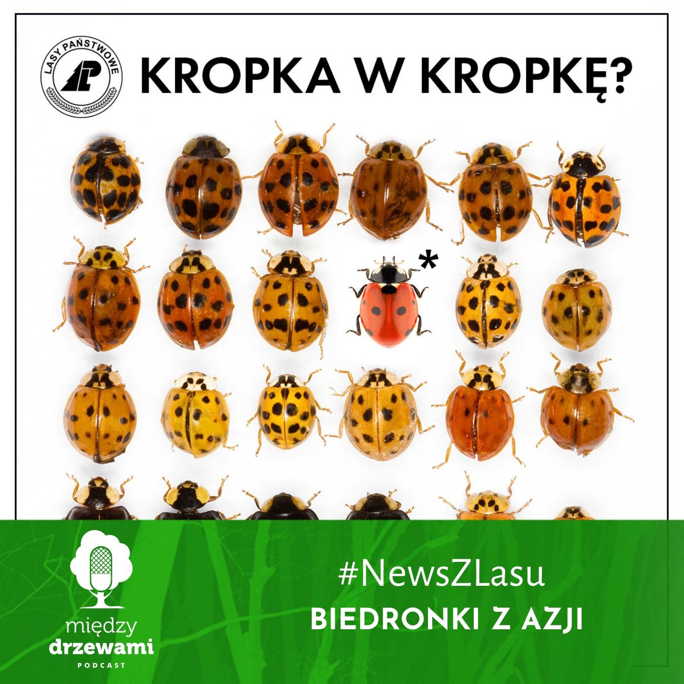 Między Drzewami Podcast