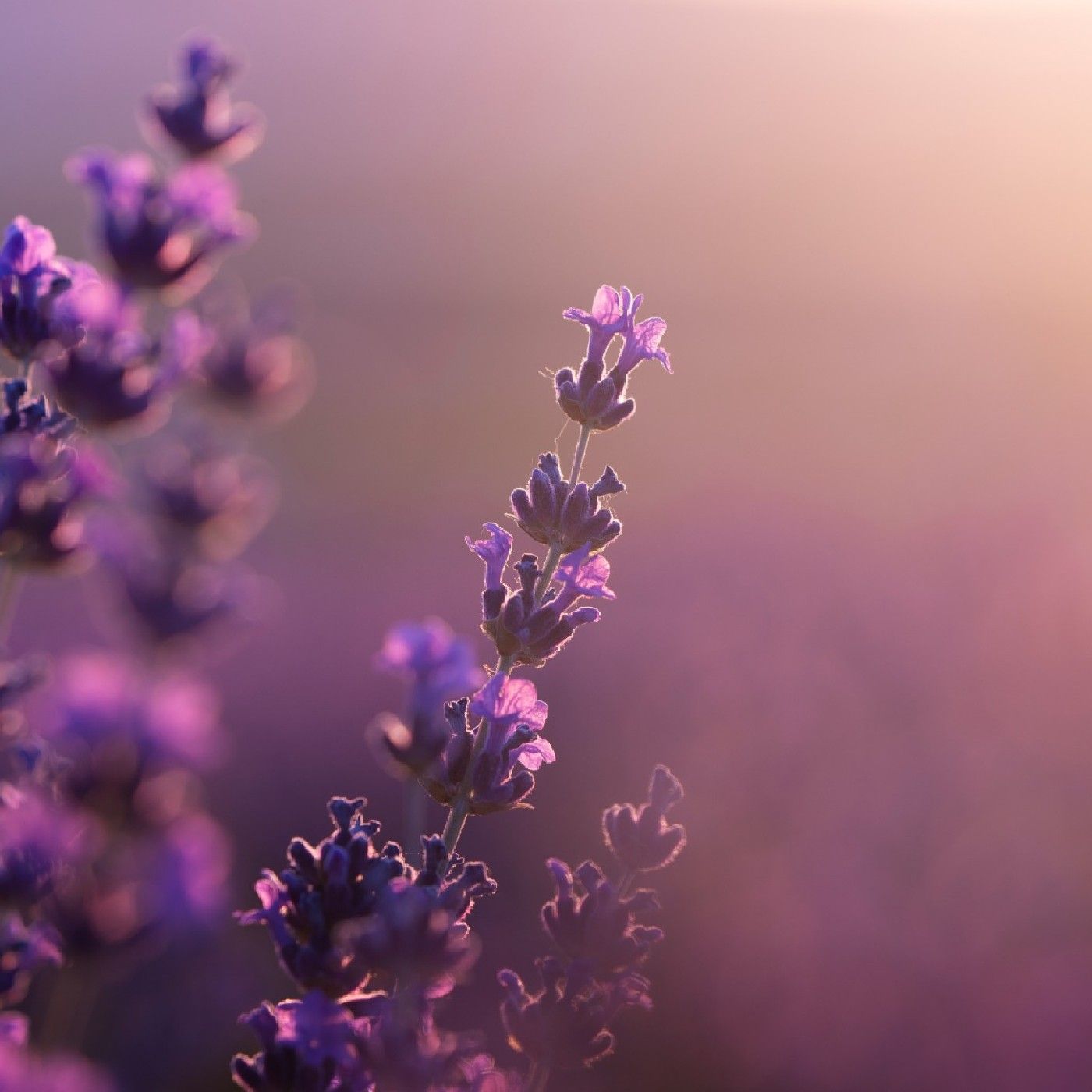 La química detrás del aroma
