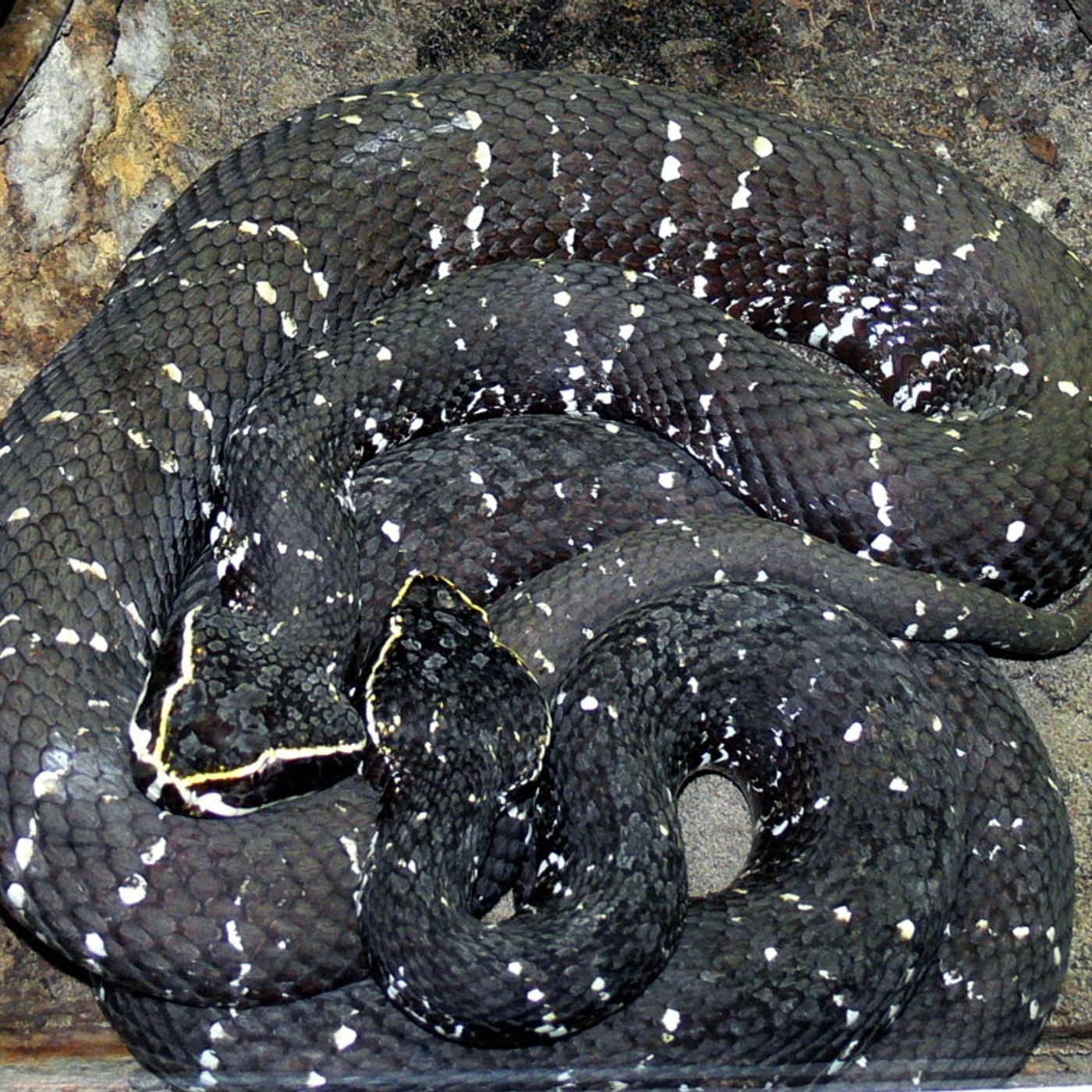 Historias de Miedo Abril 14 de 2022 DESAPARECIO