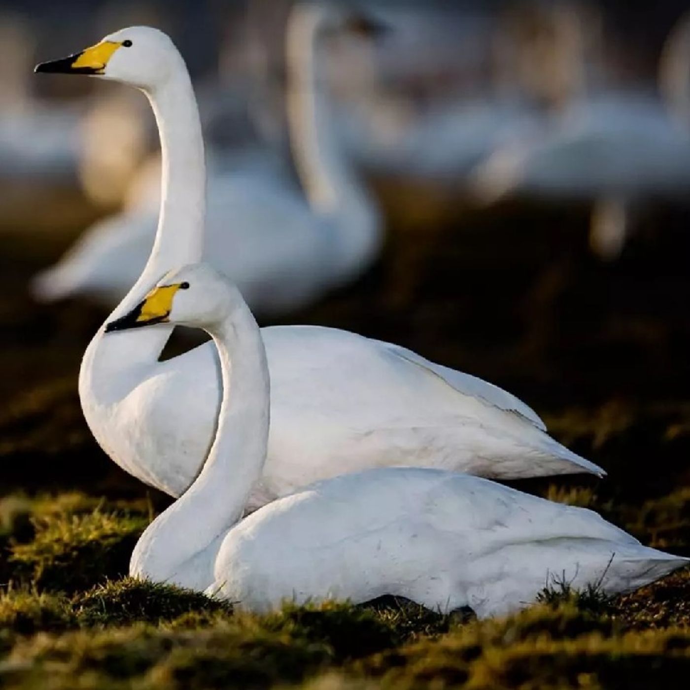 kaushal srivastava\'s show