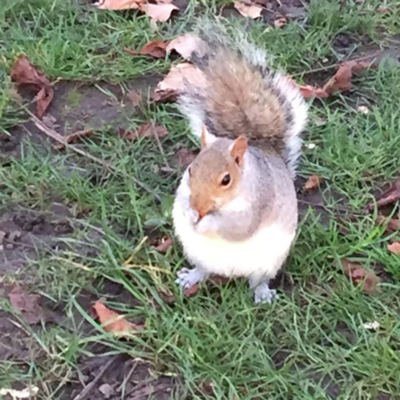 Las ardillas y sus historias