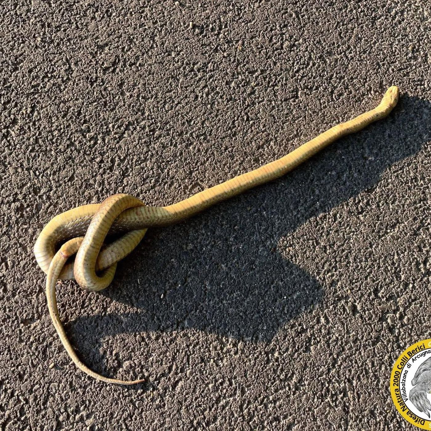 Serpente innocuo trovato morto e annodato. “La violenza gratuita è povertà d’animo” episode artwork
