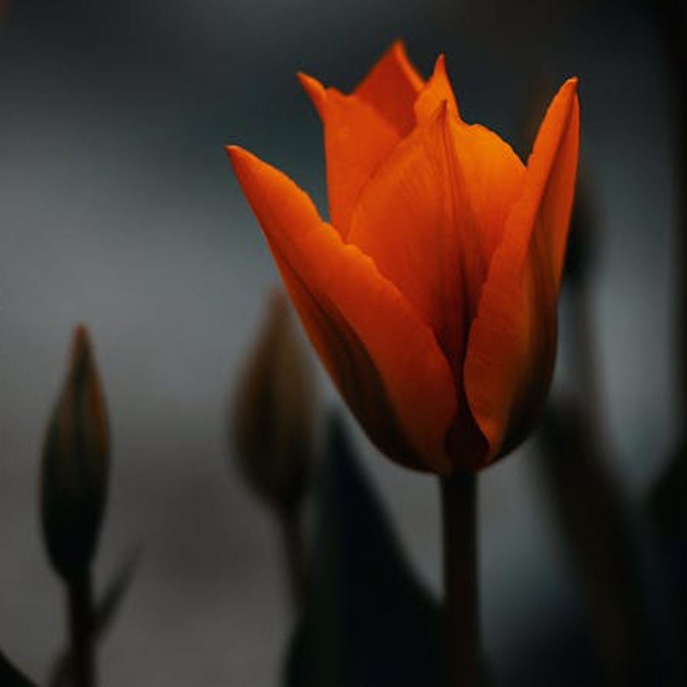 Living the Mystery of Joy in Suffering