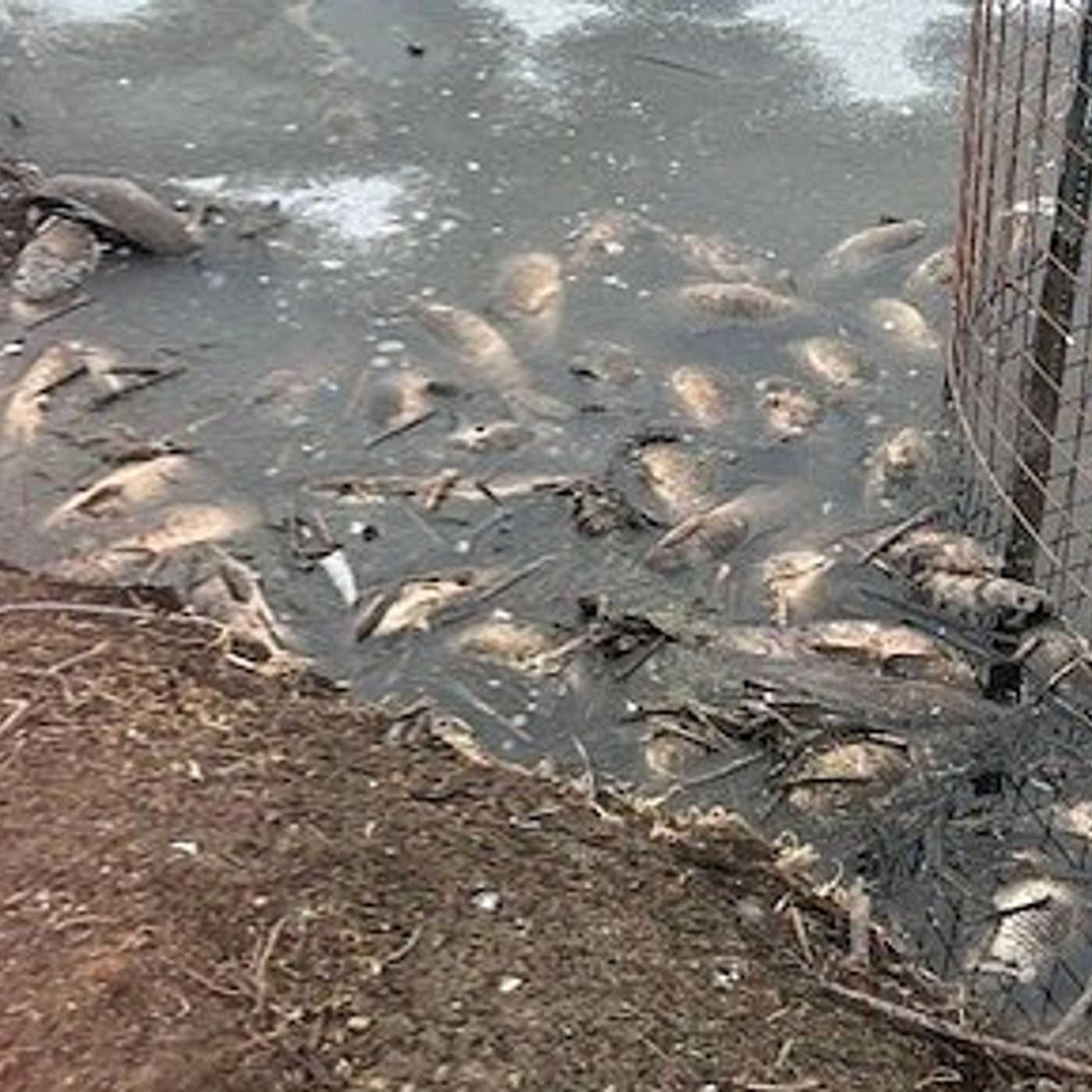Why were scores of fish found dead in a McHenry County Conservation District preserve? episode artwork