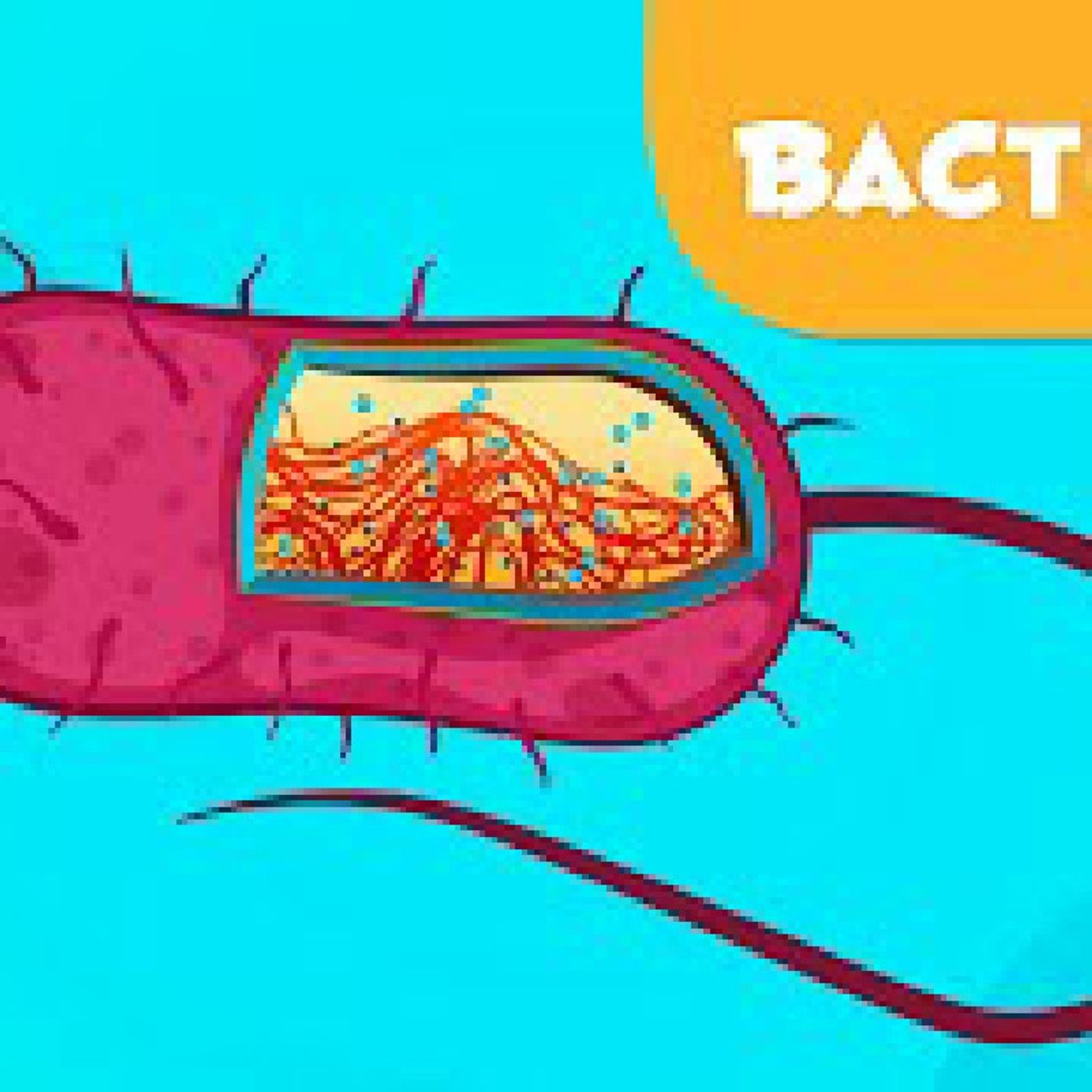El Maravilloso Mundo De Las Bacterias