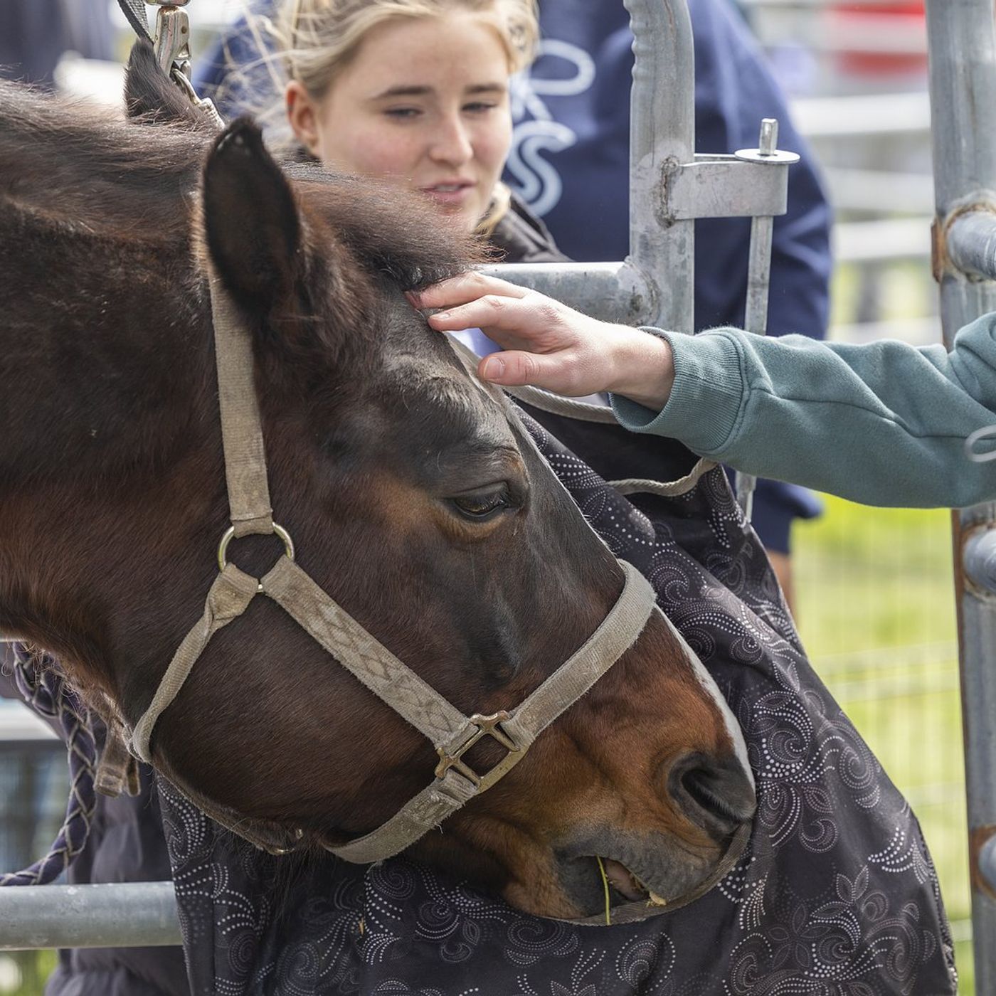 Down on the Farm: Sterling High School Farmapalooza introduces grade-schoolers to ag life episode artwork
