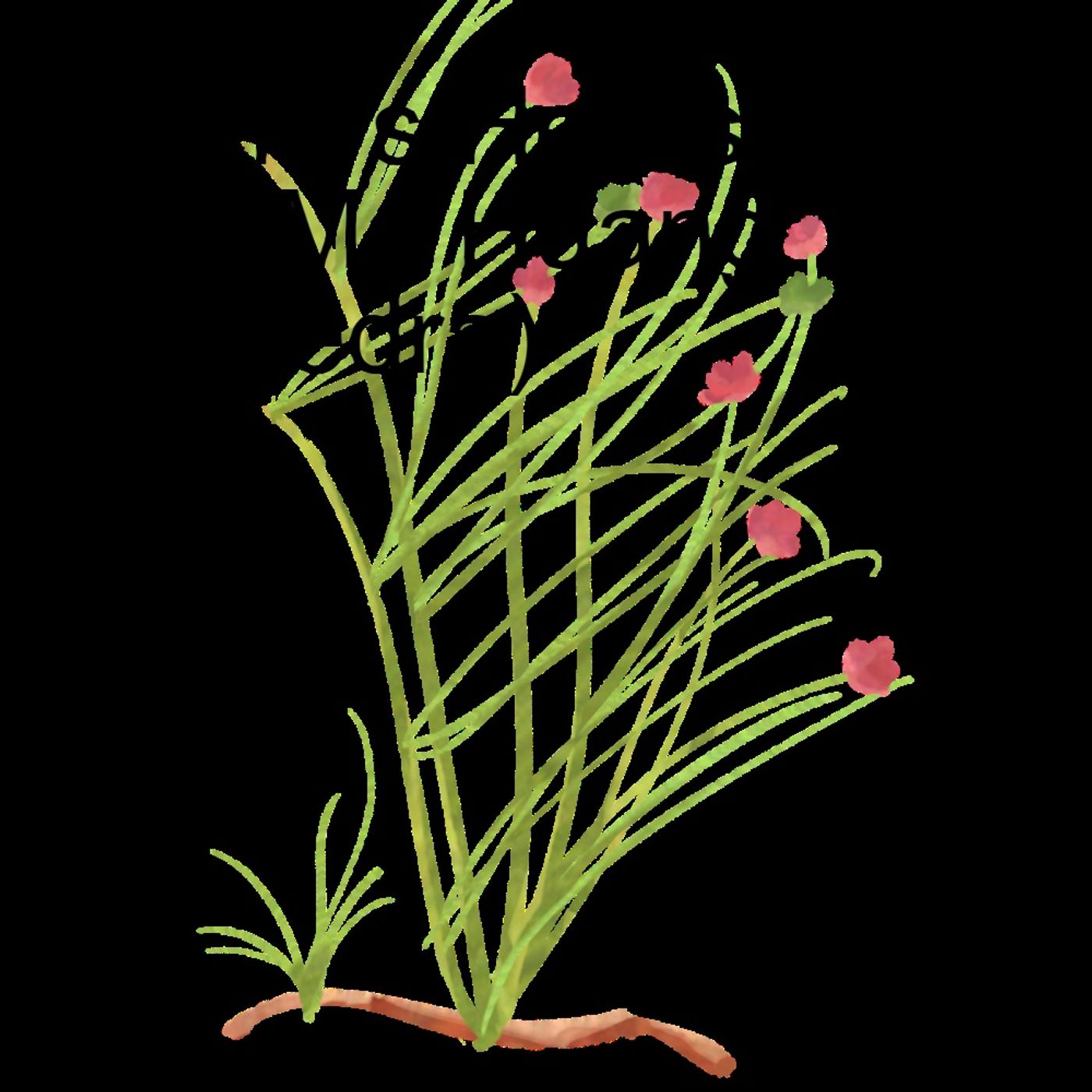 Sperb\'s Herbs Podcast