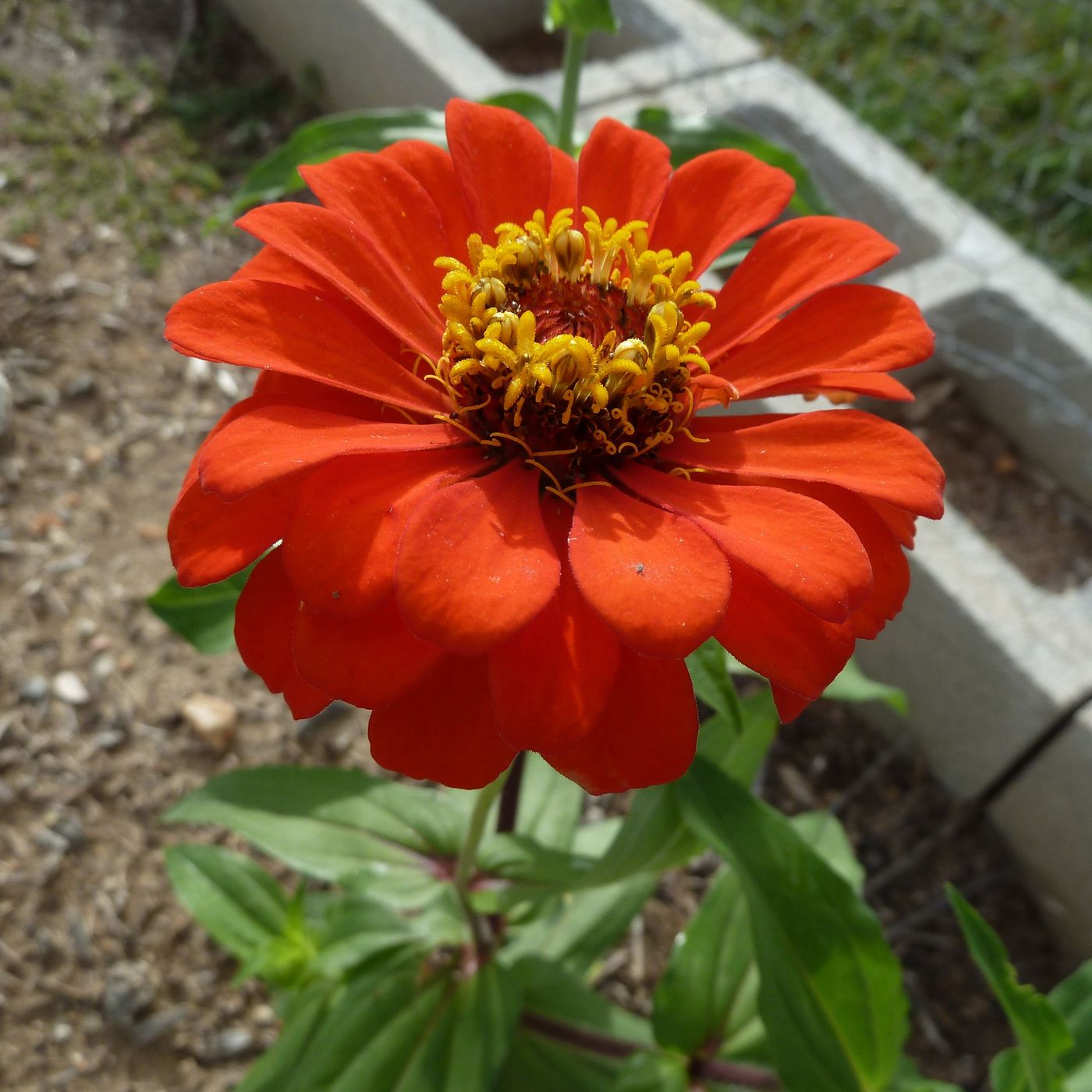 Cutflowers for Home Gardens