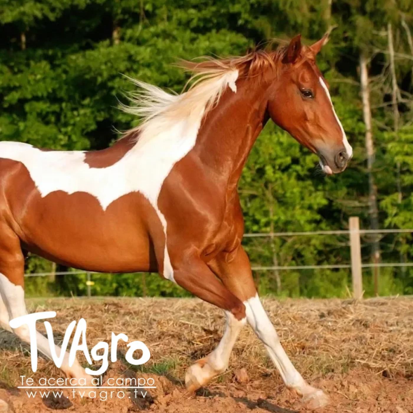 TV AGRO