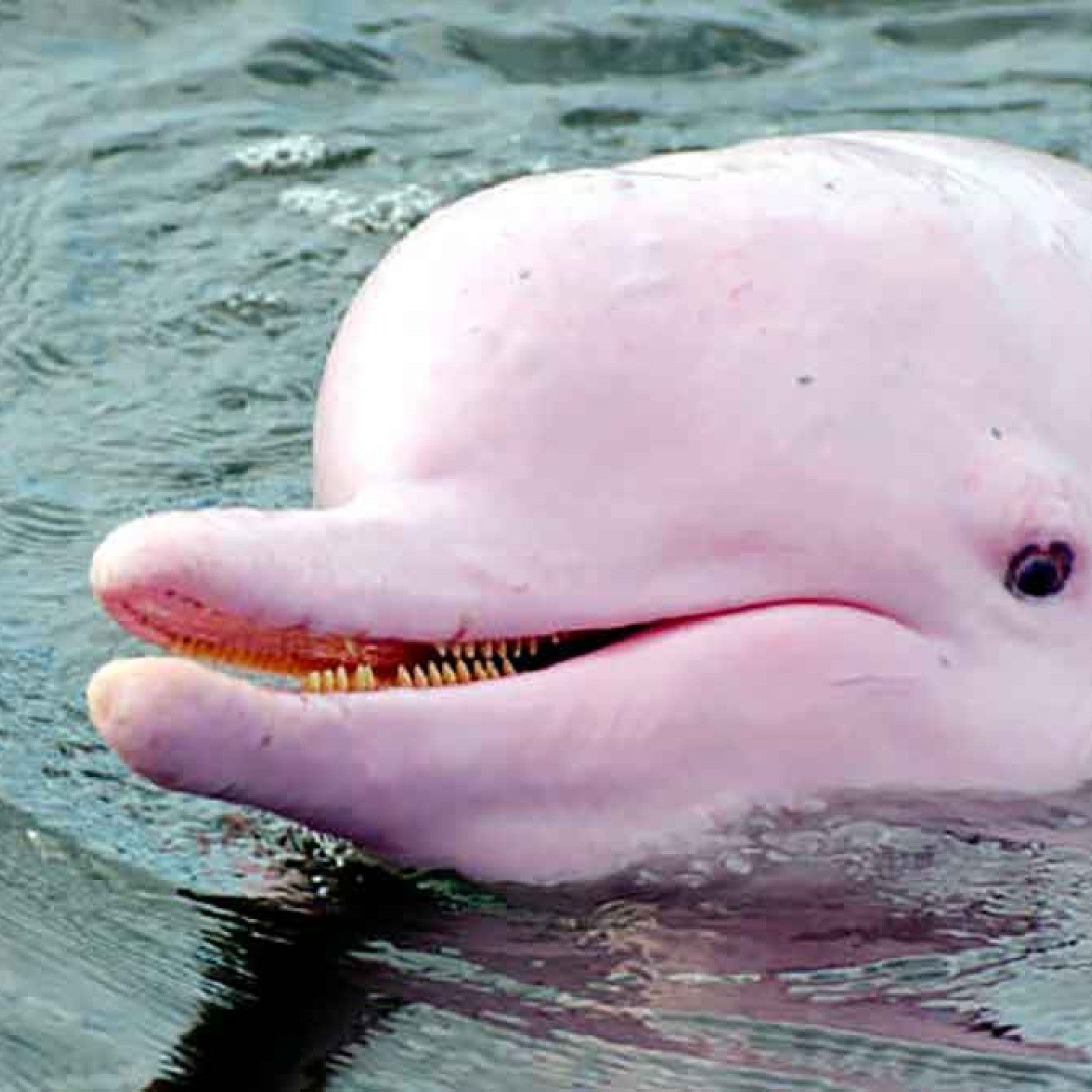 El delfin rosado del amazonas podcast artwork