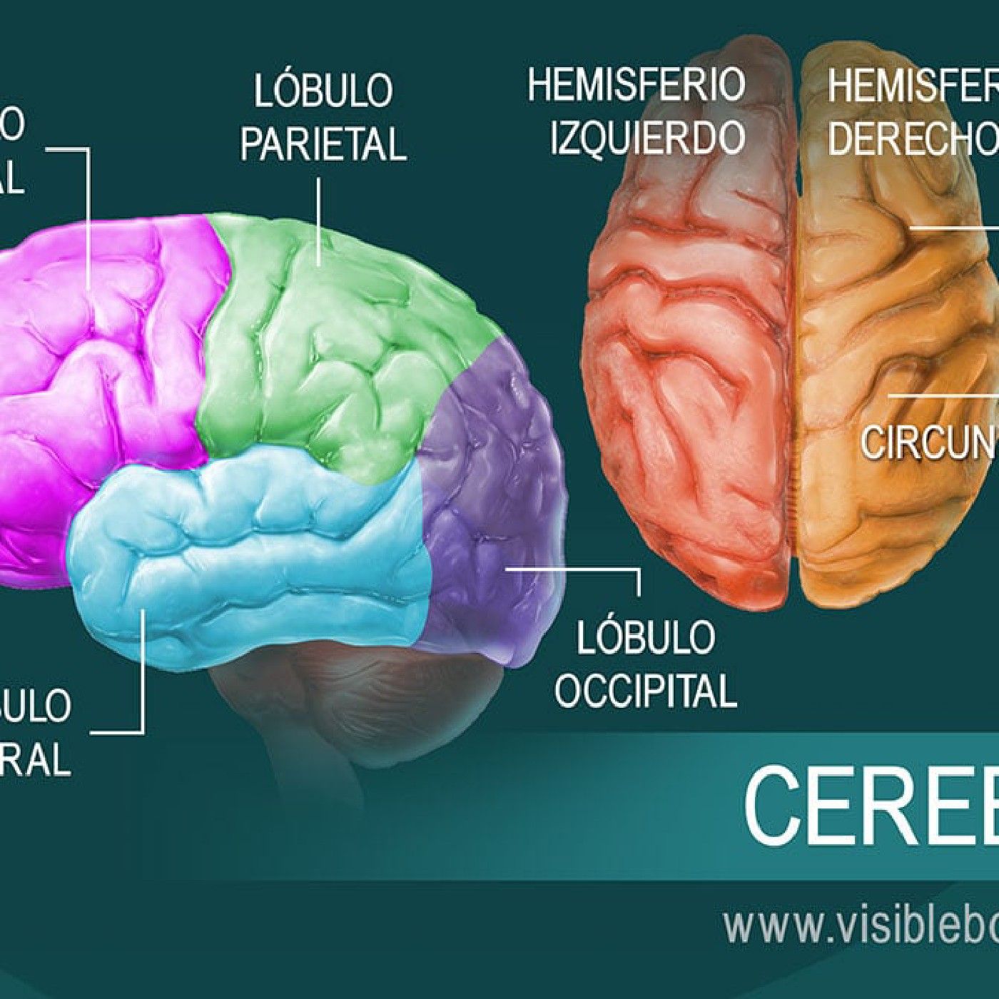 La anatomía cerebral podcast artwork
