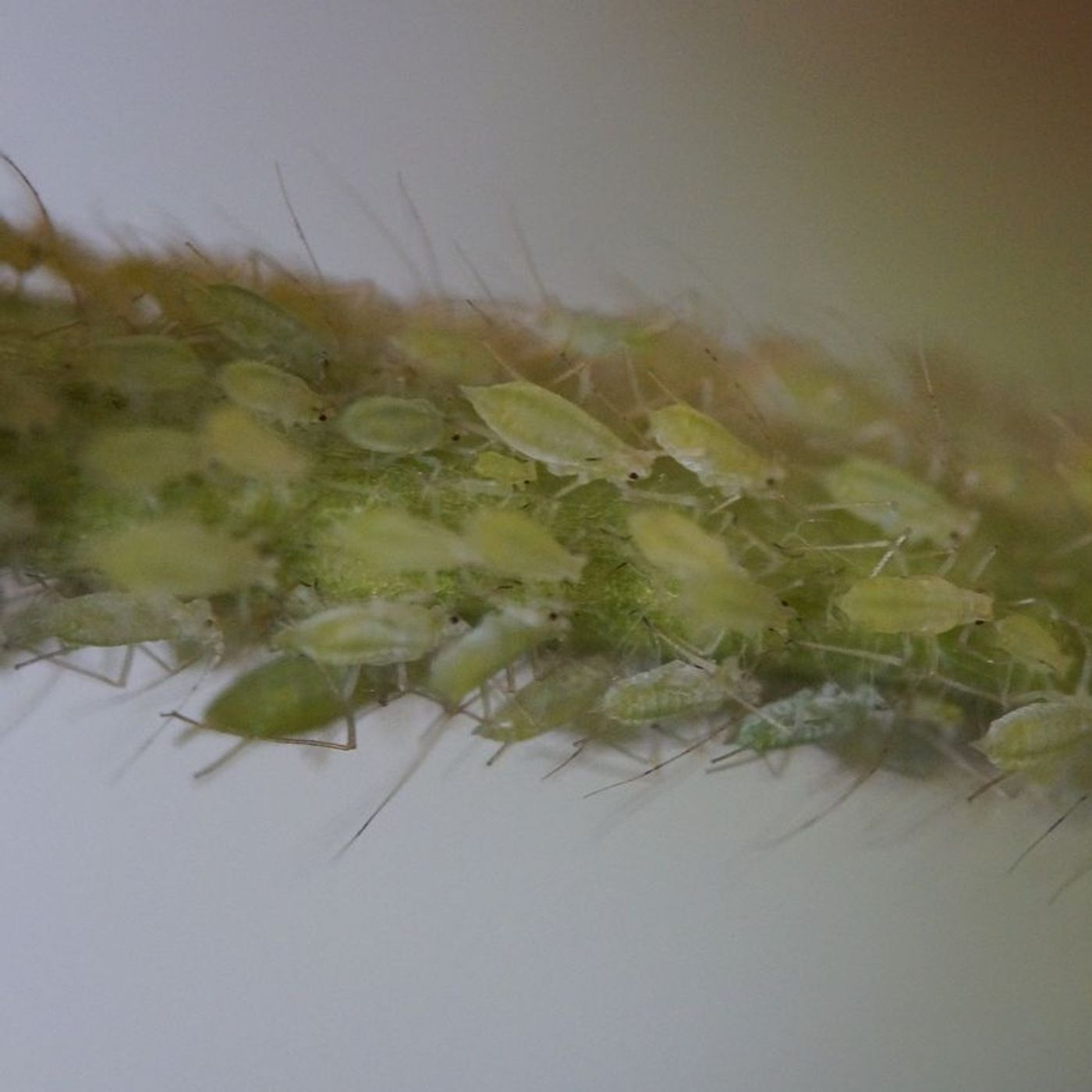 Aphids!! Nooo!!!!