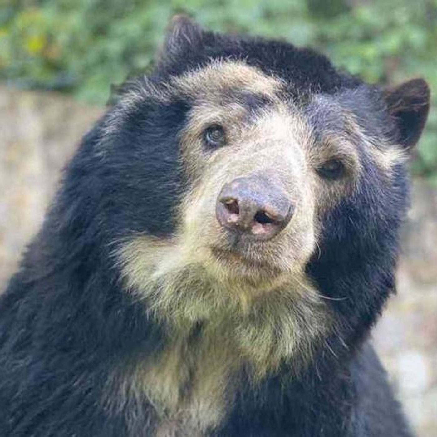 ¿Se deben cerrar los zoológicos en Colombia?