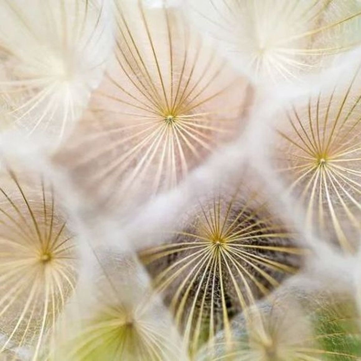 When Is Pollen Allergy Season in Florida? Learn the Seasonal Patterns, Plant Culprits, and Smart Ways to Breathe Easier Year-Round episode artwork