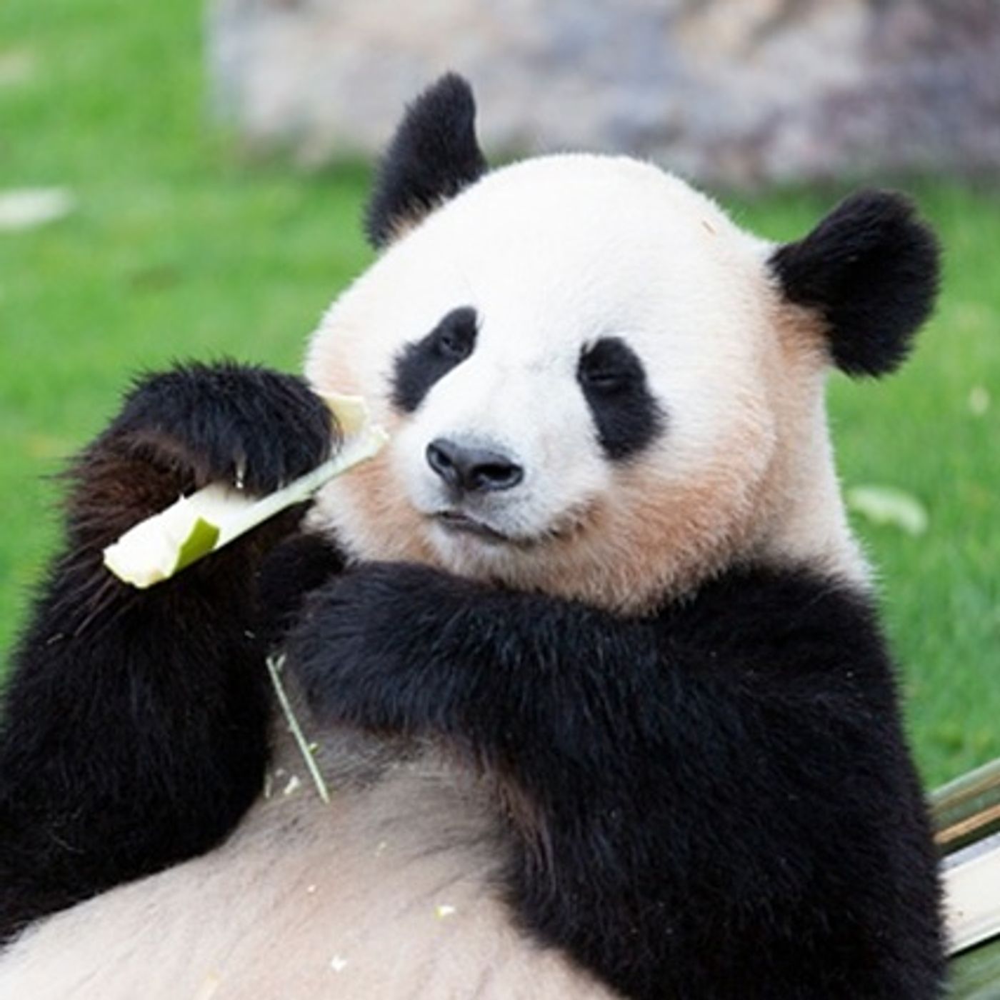 (Smile File) Zoo Streams for Kids in Hospitals Around the World episode artwork