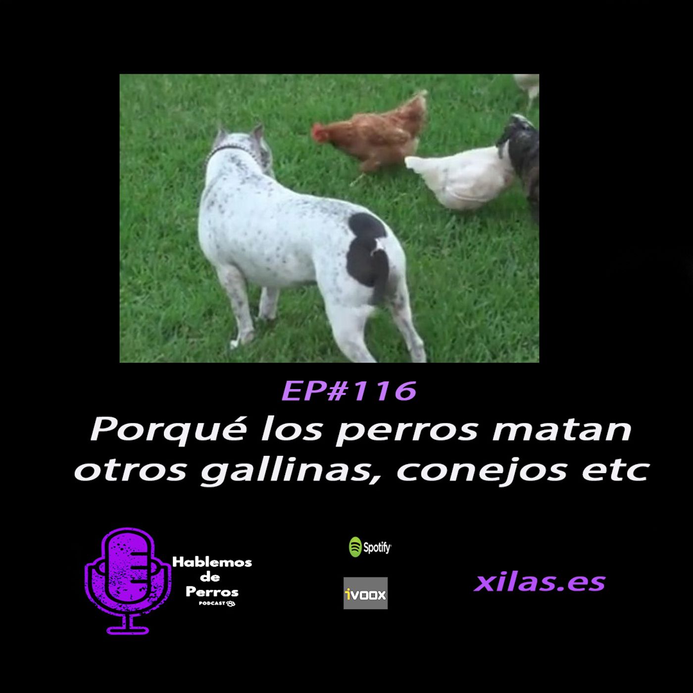 Hablemos de perros