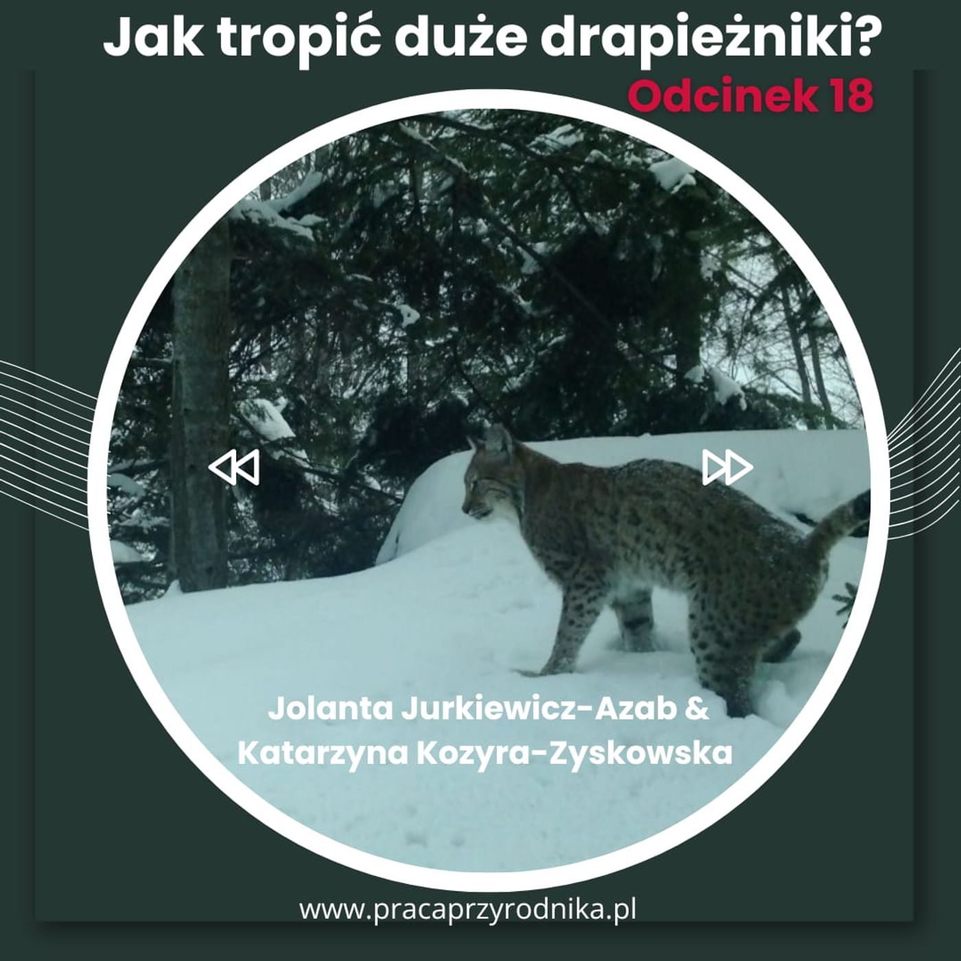 #18 - Jak tropić duże drapieżniki?