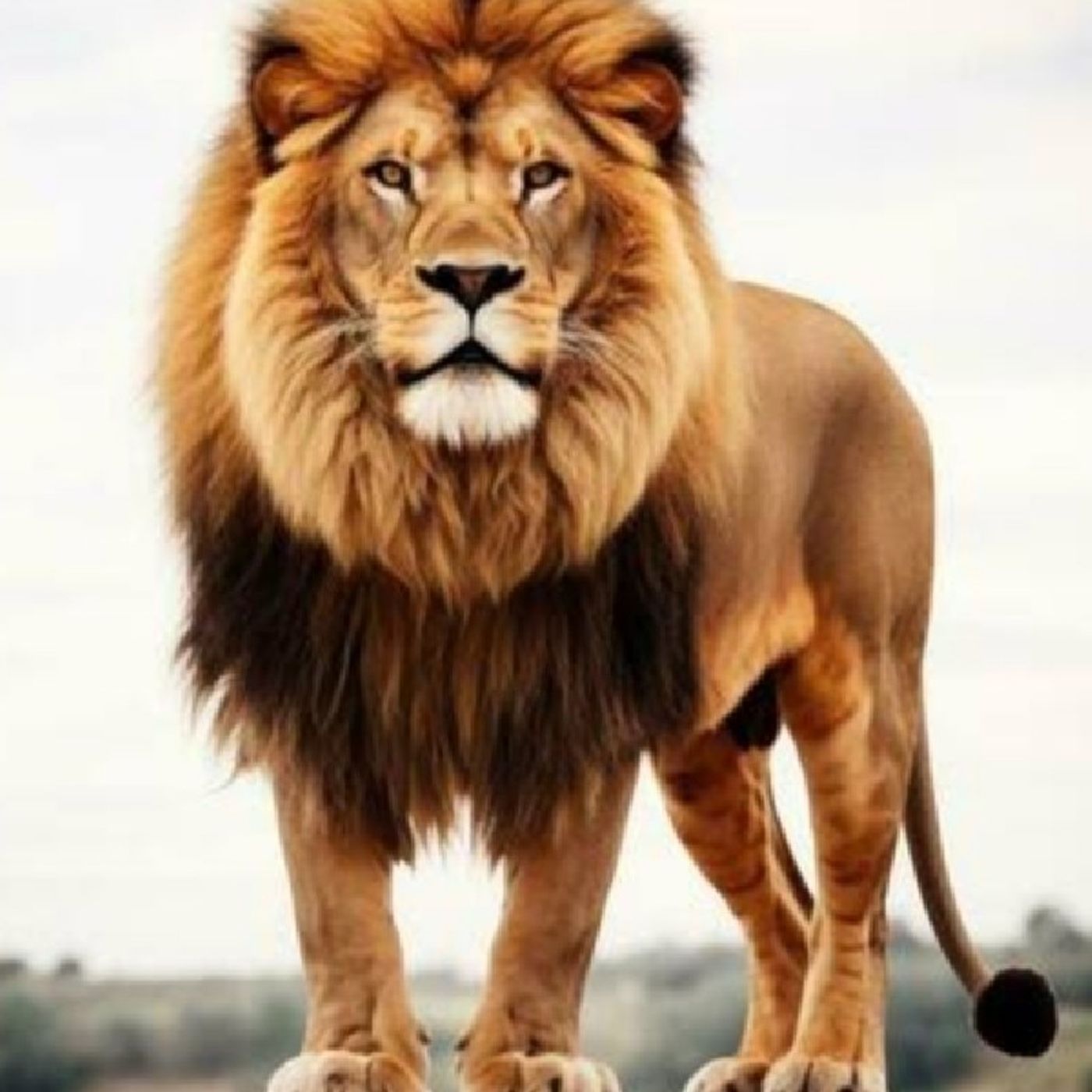 Lion 1 episode artwork