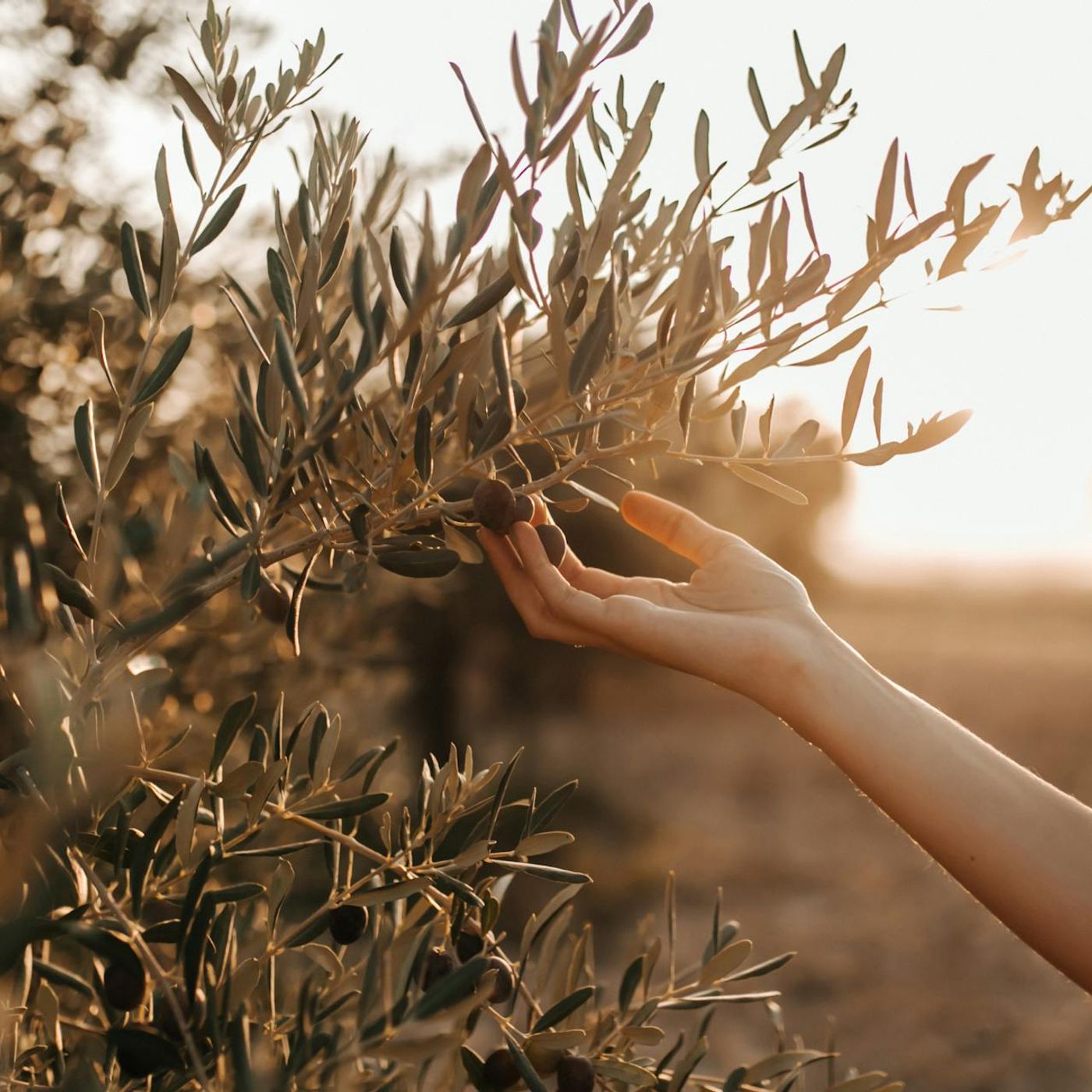 Oliva Taggiasca: il piccolo anti-infiammatorio che si scioglie in bocca