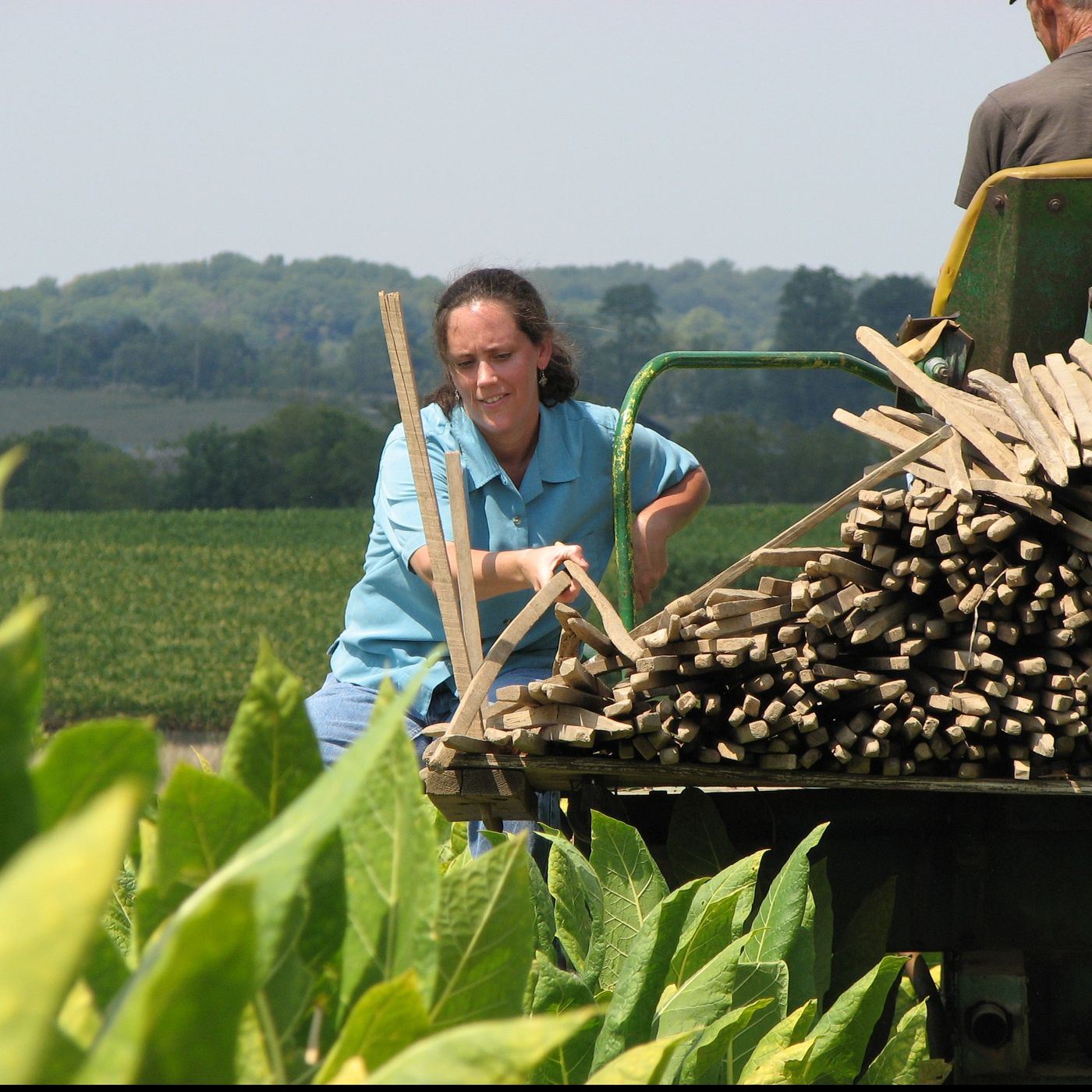 Ann Ferrell, Burley tobacco episode artwork