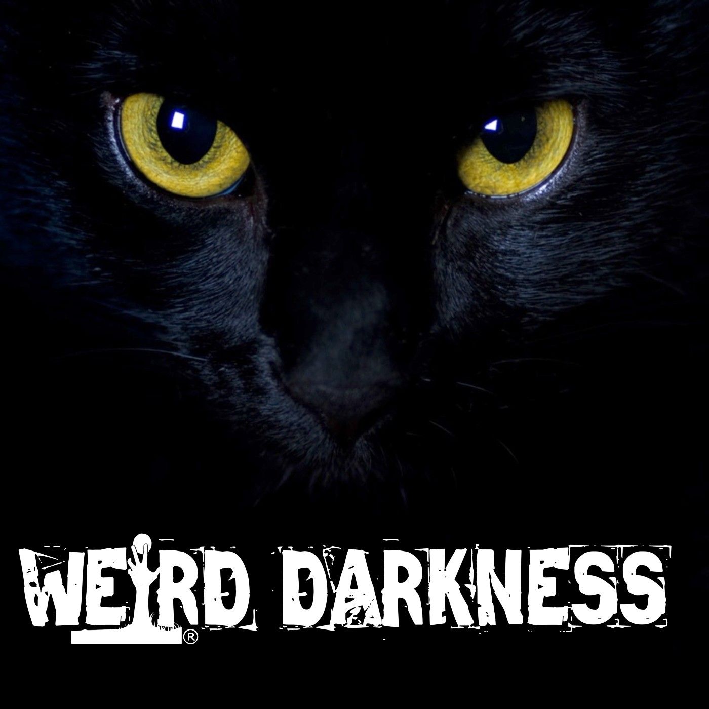 SPANISH TOWN BANS BLACK CAT ADOPTIONS FOR HALLOWEEN: But Are They Protecting The Cats To Death?