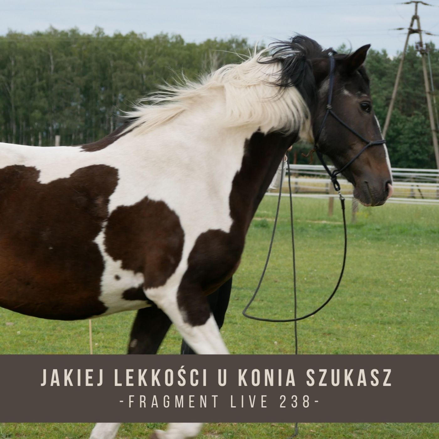 Jakiej lekkości u konia szukasz - fragment live 238