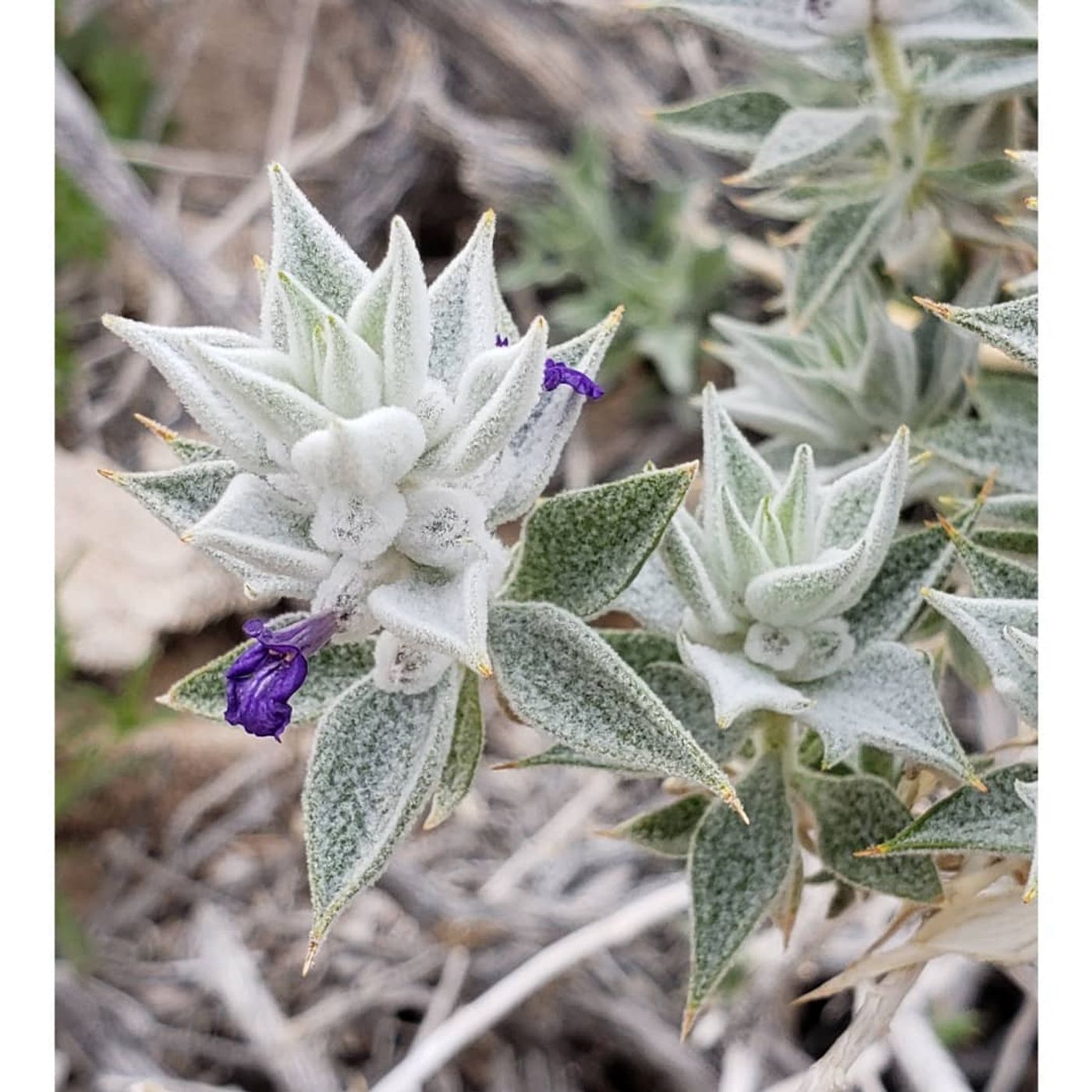 Mojave Snow, Laterites, Salvia funerea