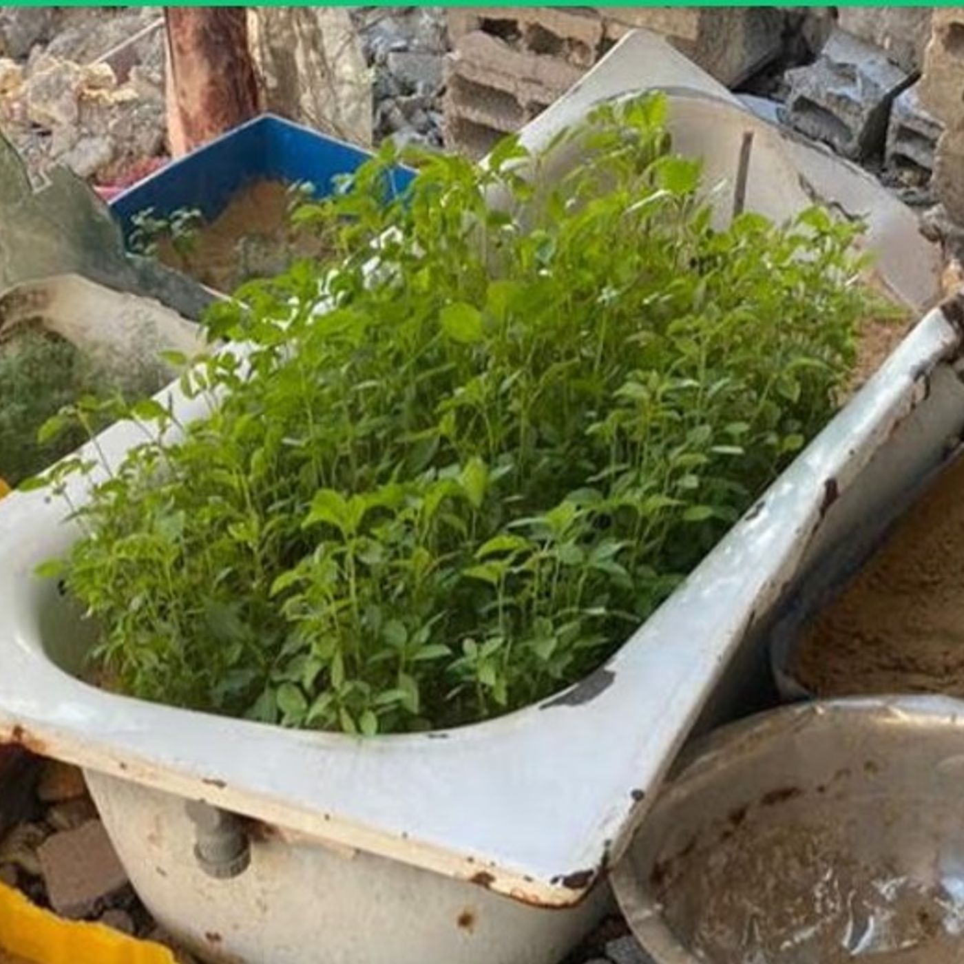 L'orto di Mohammed tra le macerie del campo profughi di Jabalia a Gaza episode artwork