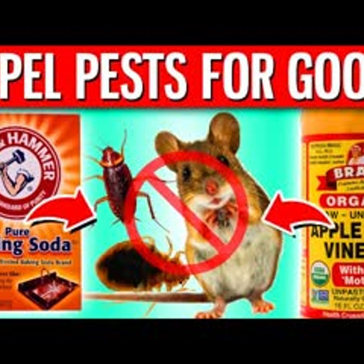 10 BEST Ways To Use Apple Cider Vinegar & Baking Soda To Repel Pests From Home episode artwork