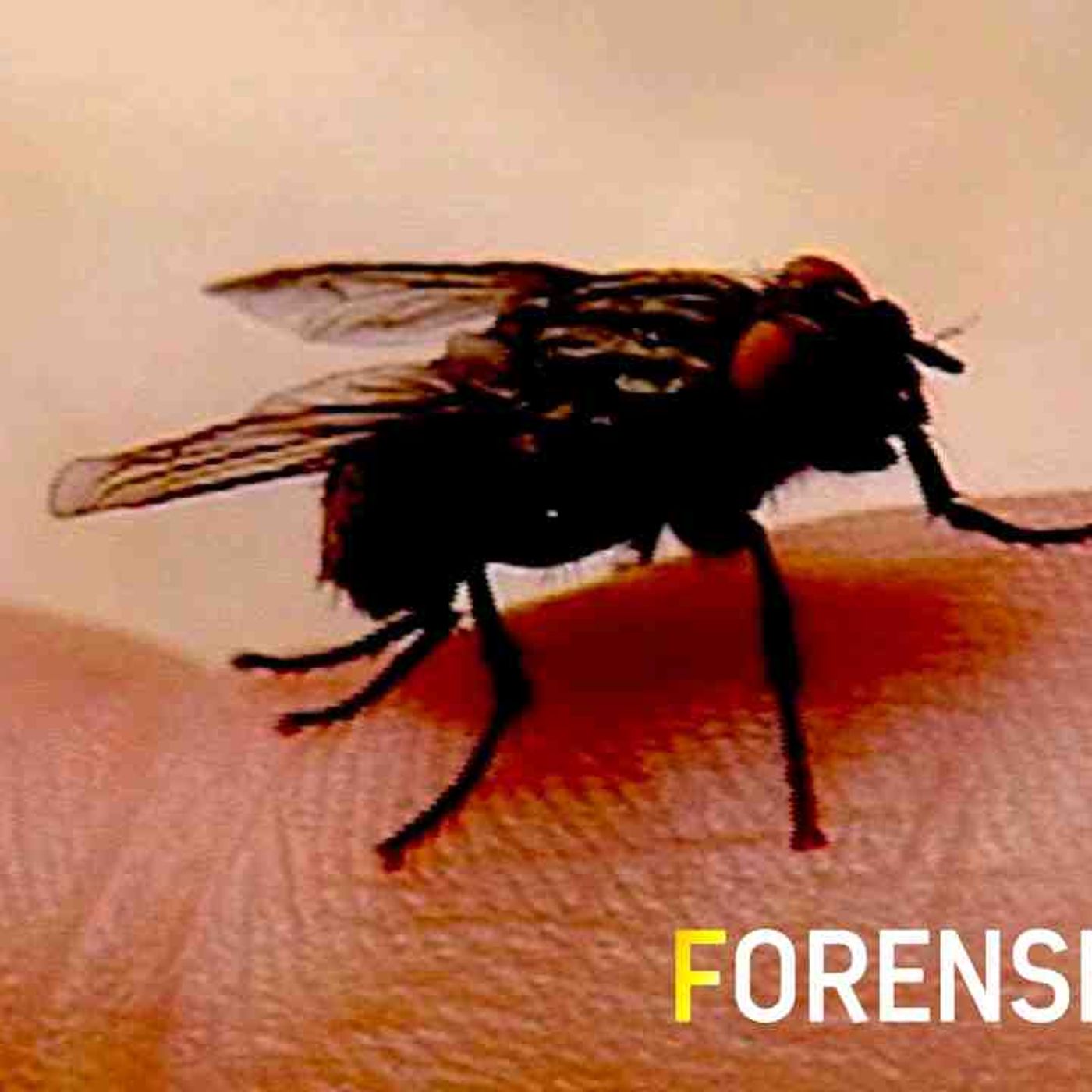 Southside Strangler _ S1 E6 _ Forensic Files _ FULL EPISODE episode artwork