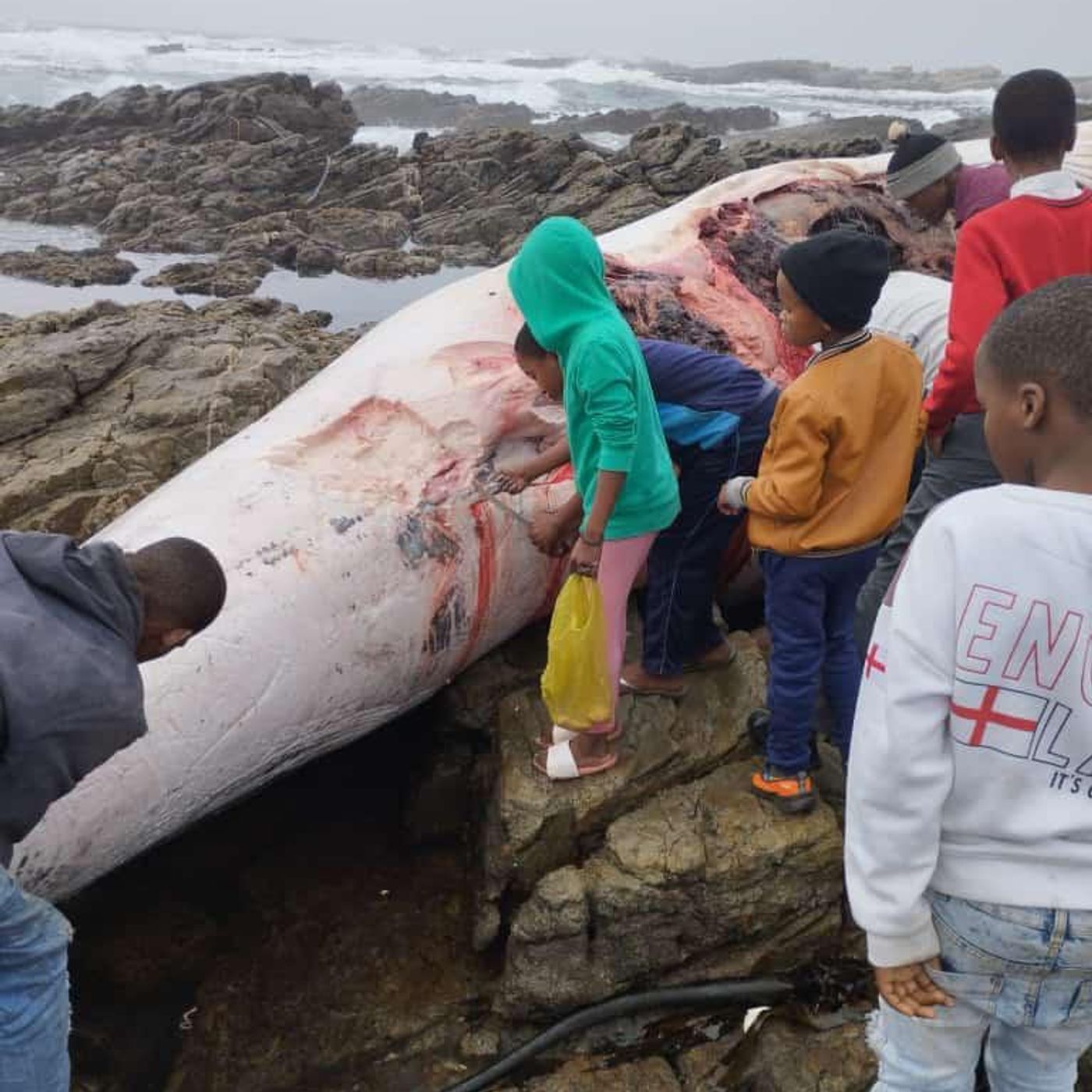 Municipal Health Warning - Whale Carcass episode artwork