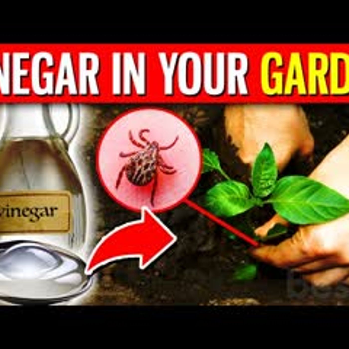 11 POWERFUL Benefits Of Putting 1 Spoonful Of Vinegar In Your Garden episode artwork