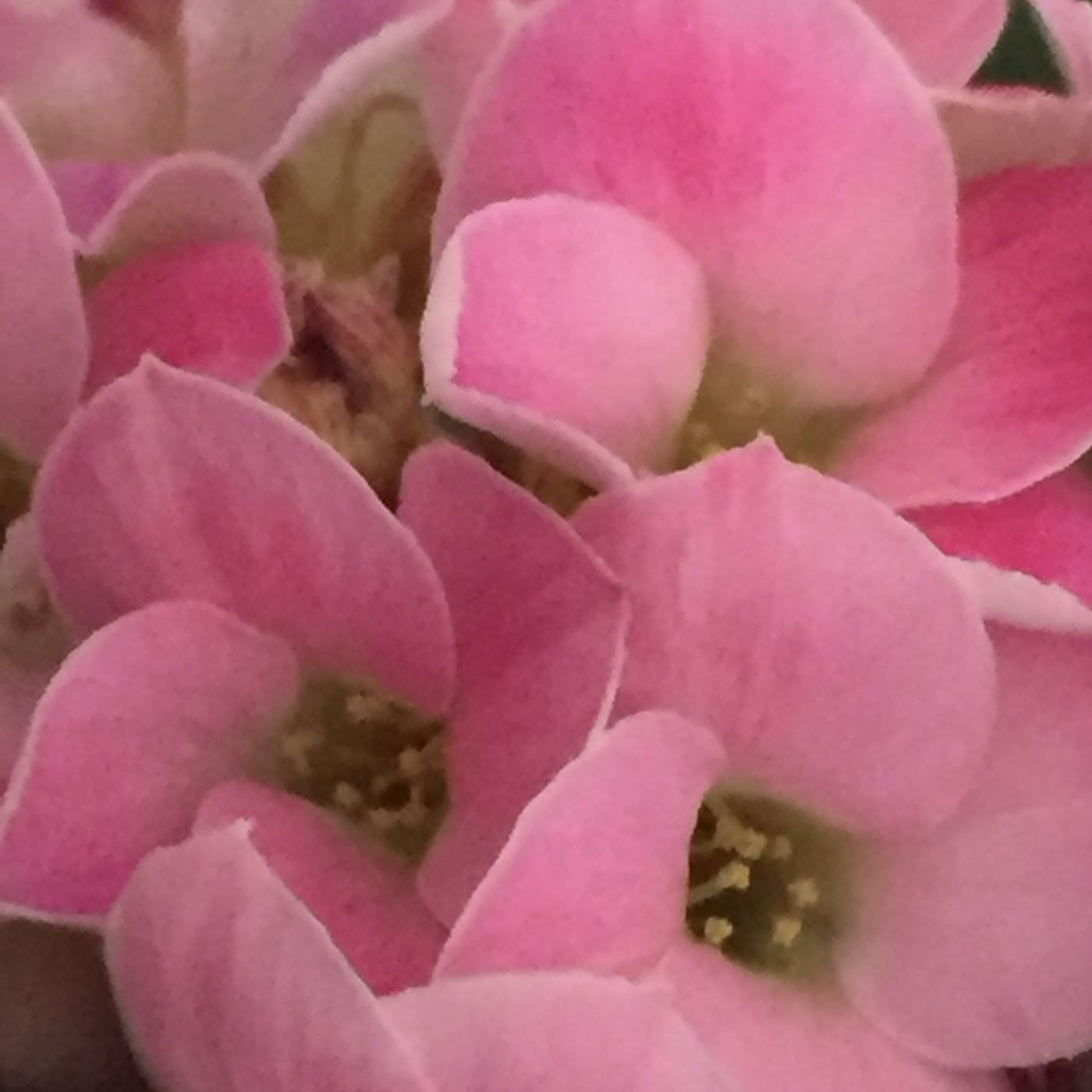 Nothing To Special cover art