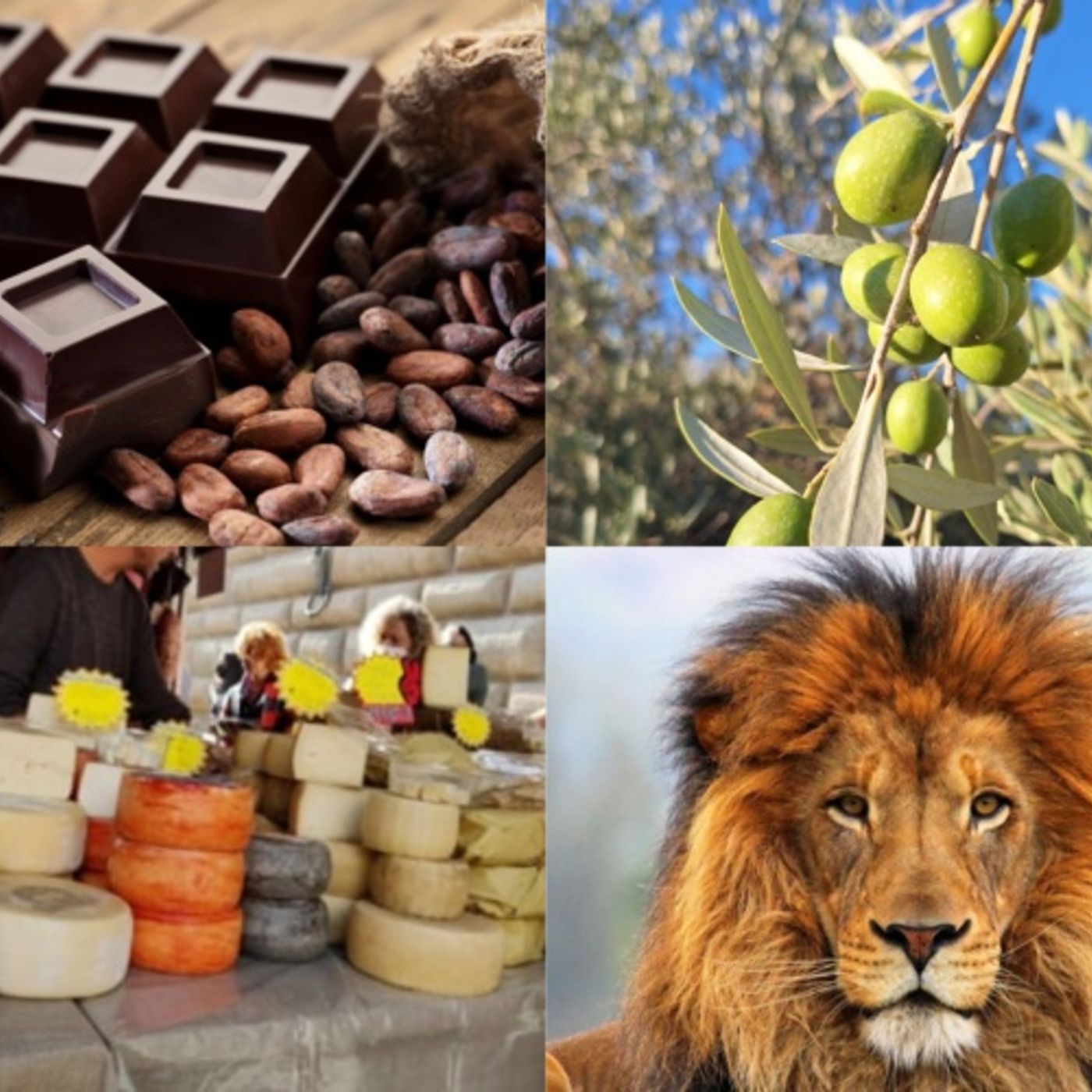 Cioccolato, camminata tra gli olivi, mostra mercato e felini giganti: ecco gli eventi del weekend