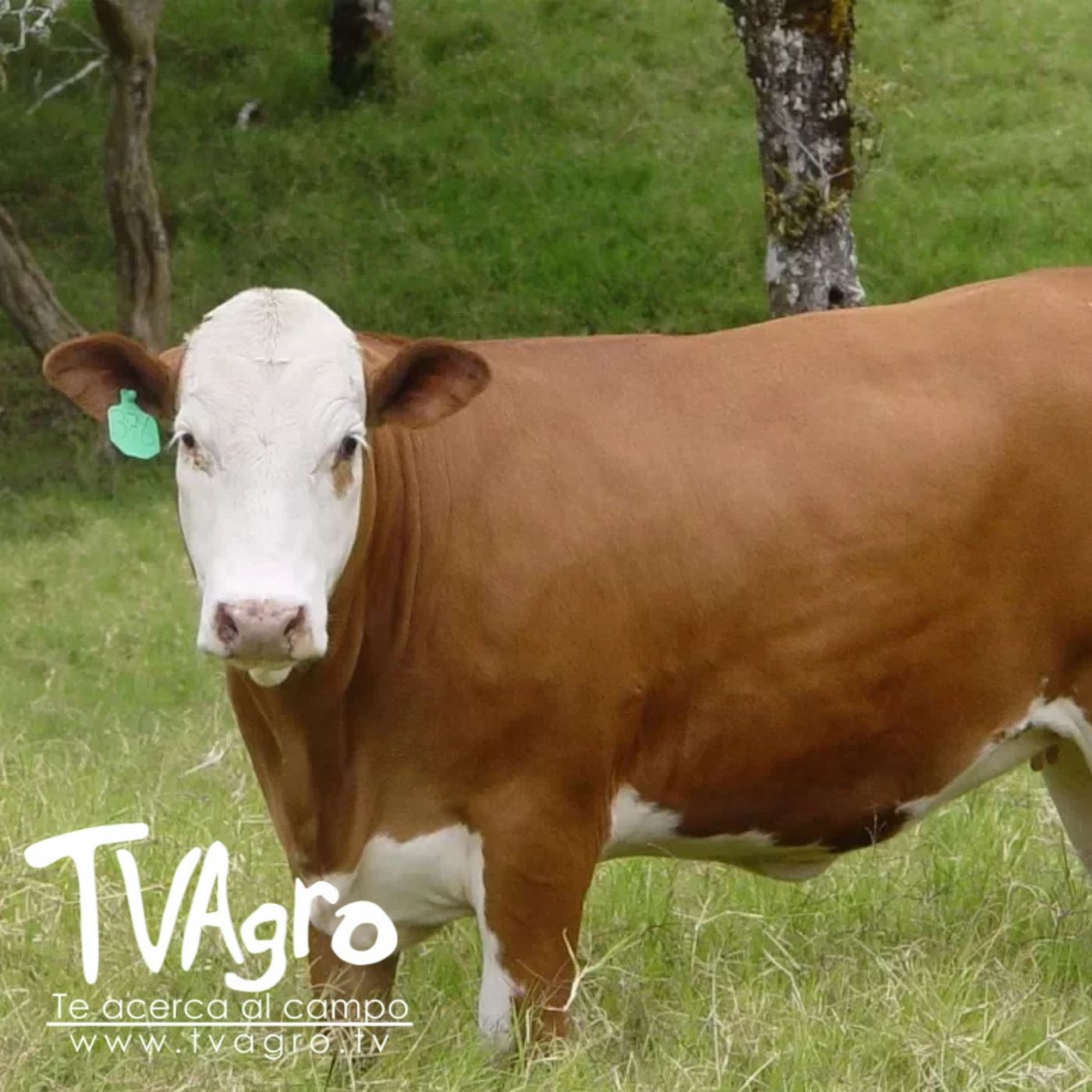 TV AGRO