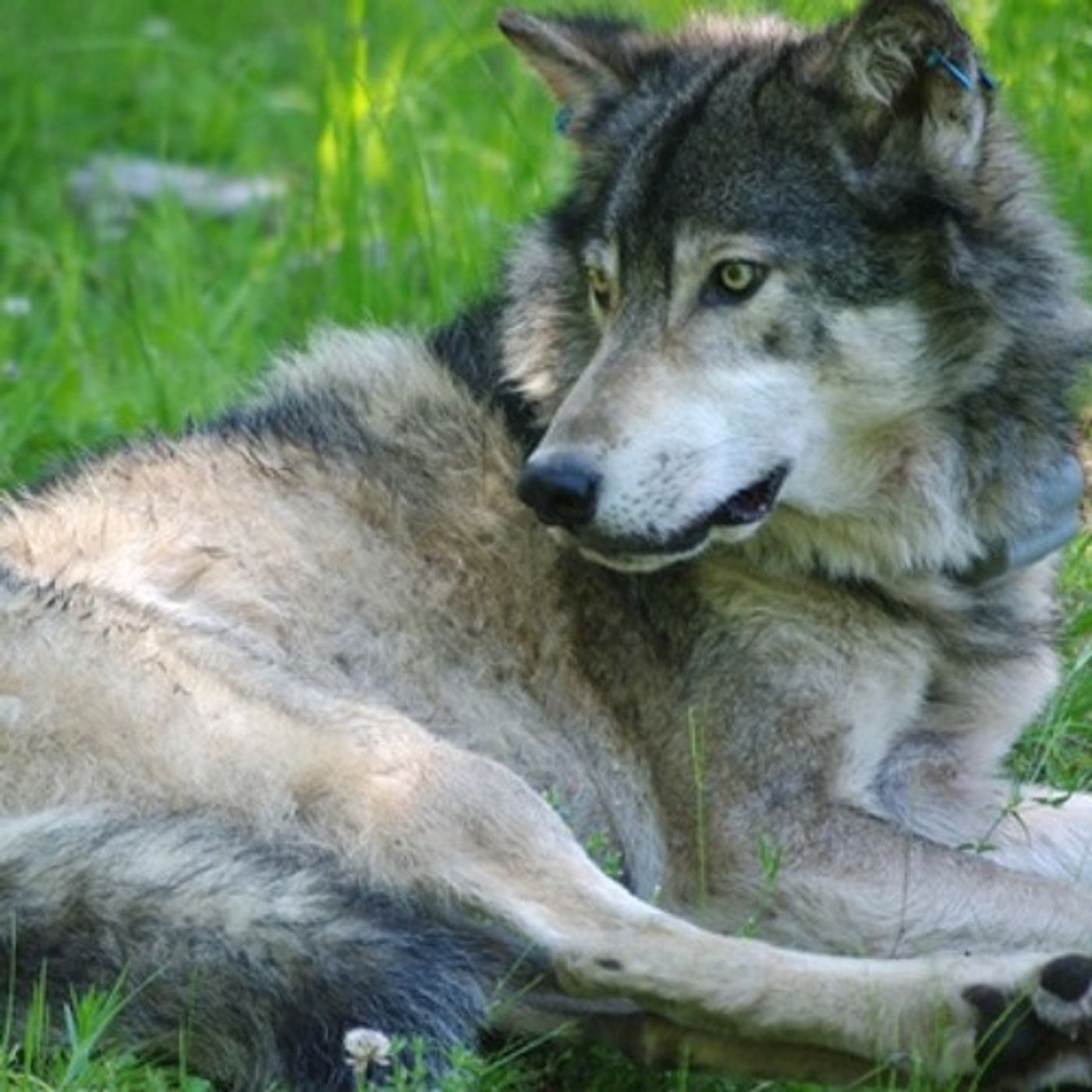 How Killing Wolves Might Be Leading To More Livestock Attacks episode artwork