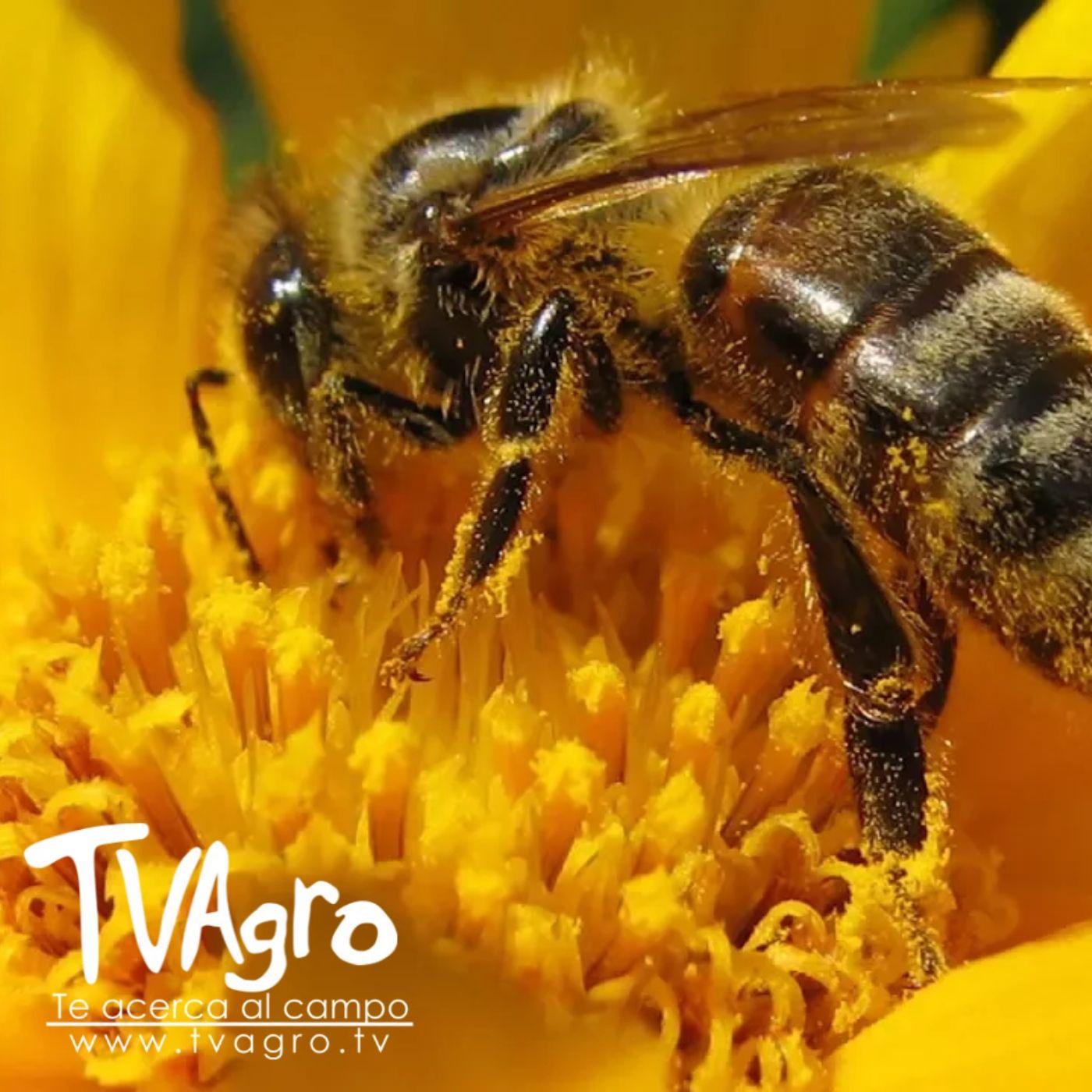 TV AGRO