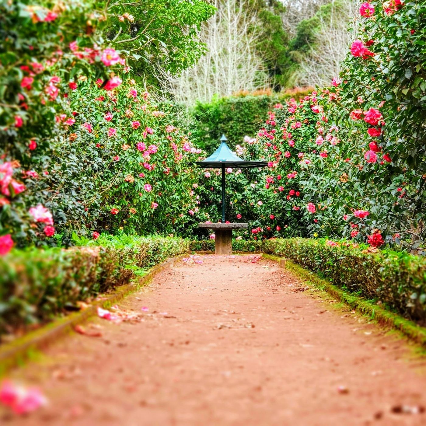 Jardineria en casa podcast artwork